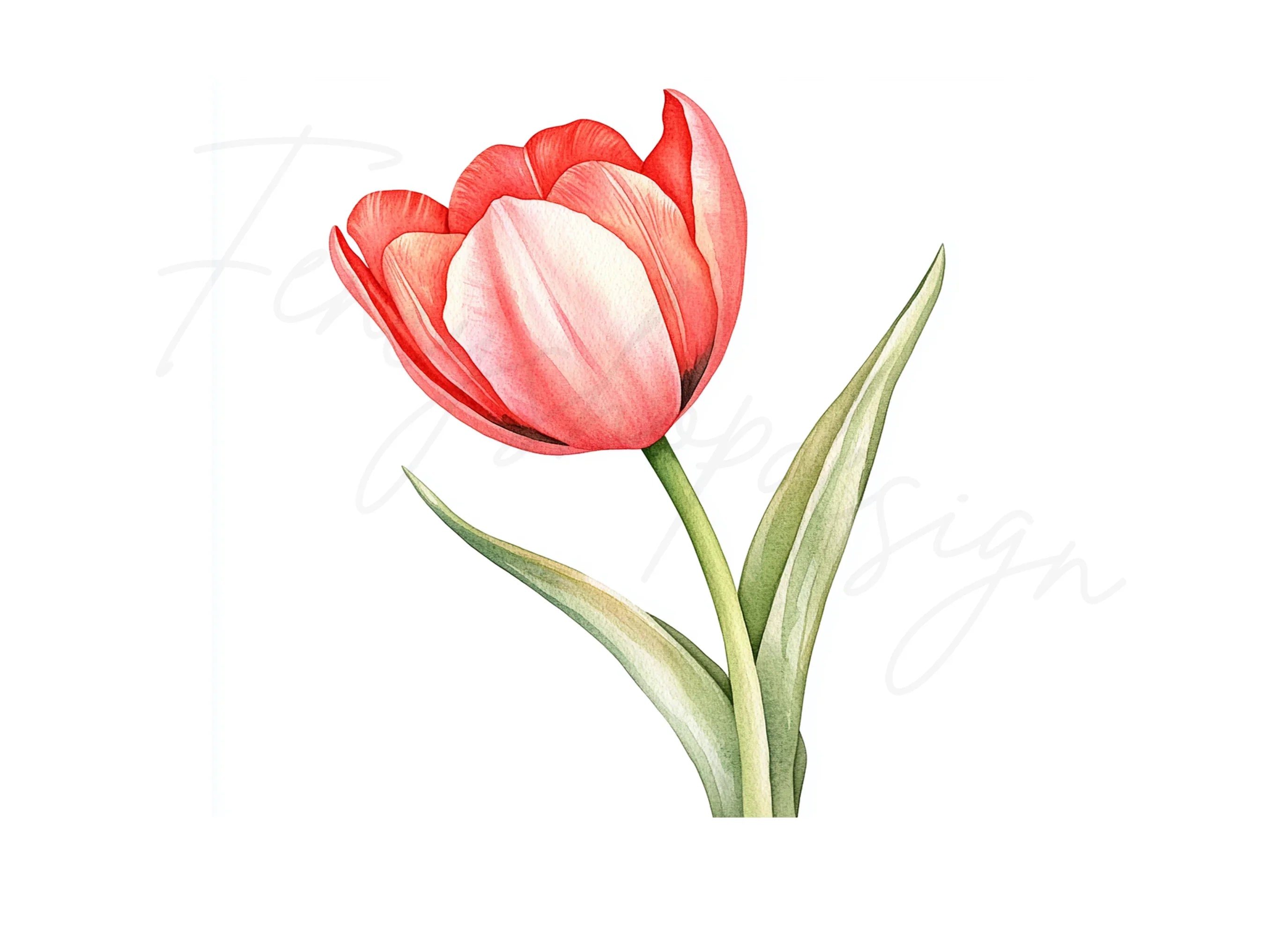 Vibrant Red Tulip Clipart Bundle