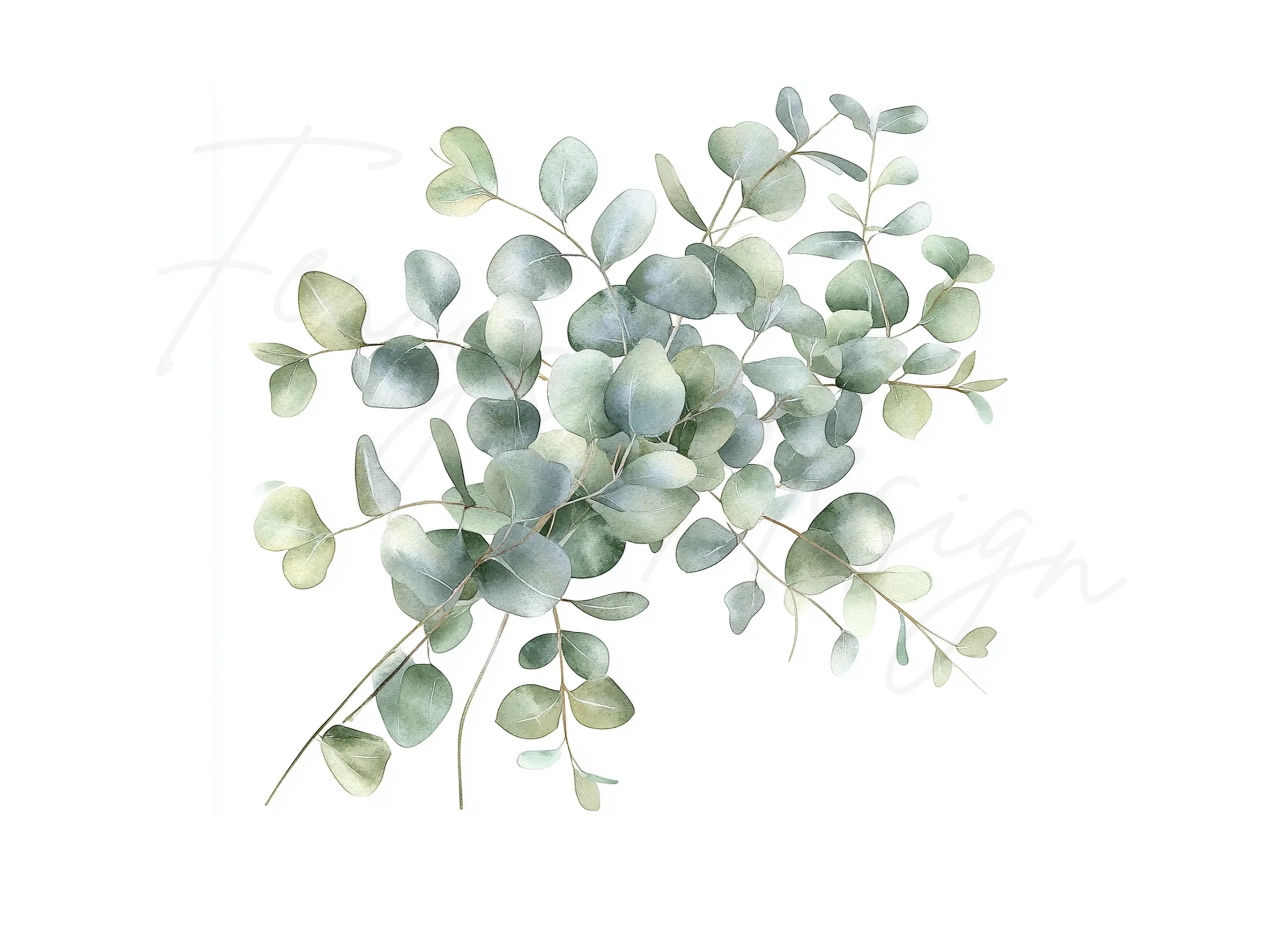 Delicate Eucalyptus Leaves Clipart Bundle