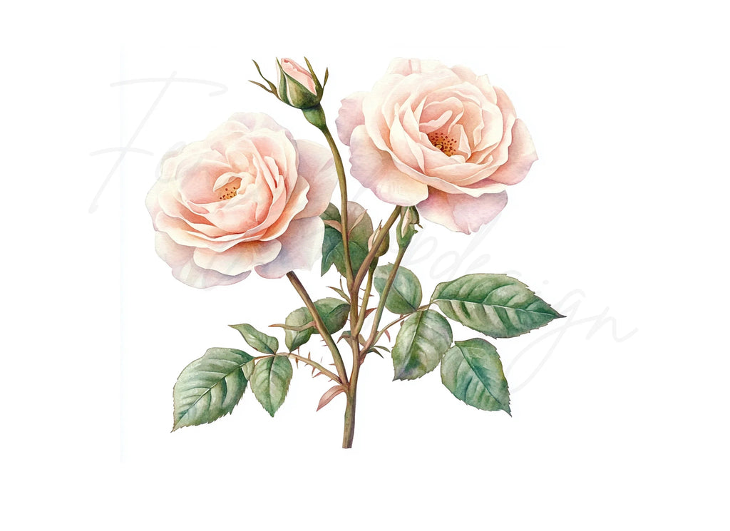 Blush Pink Rose Clipart Bundle
