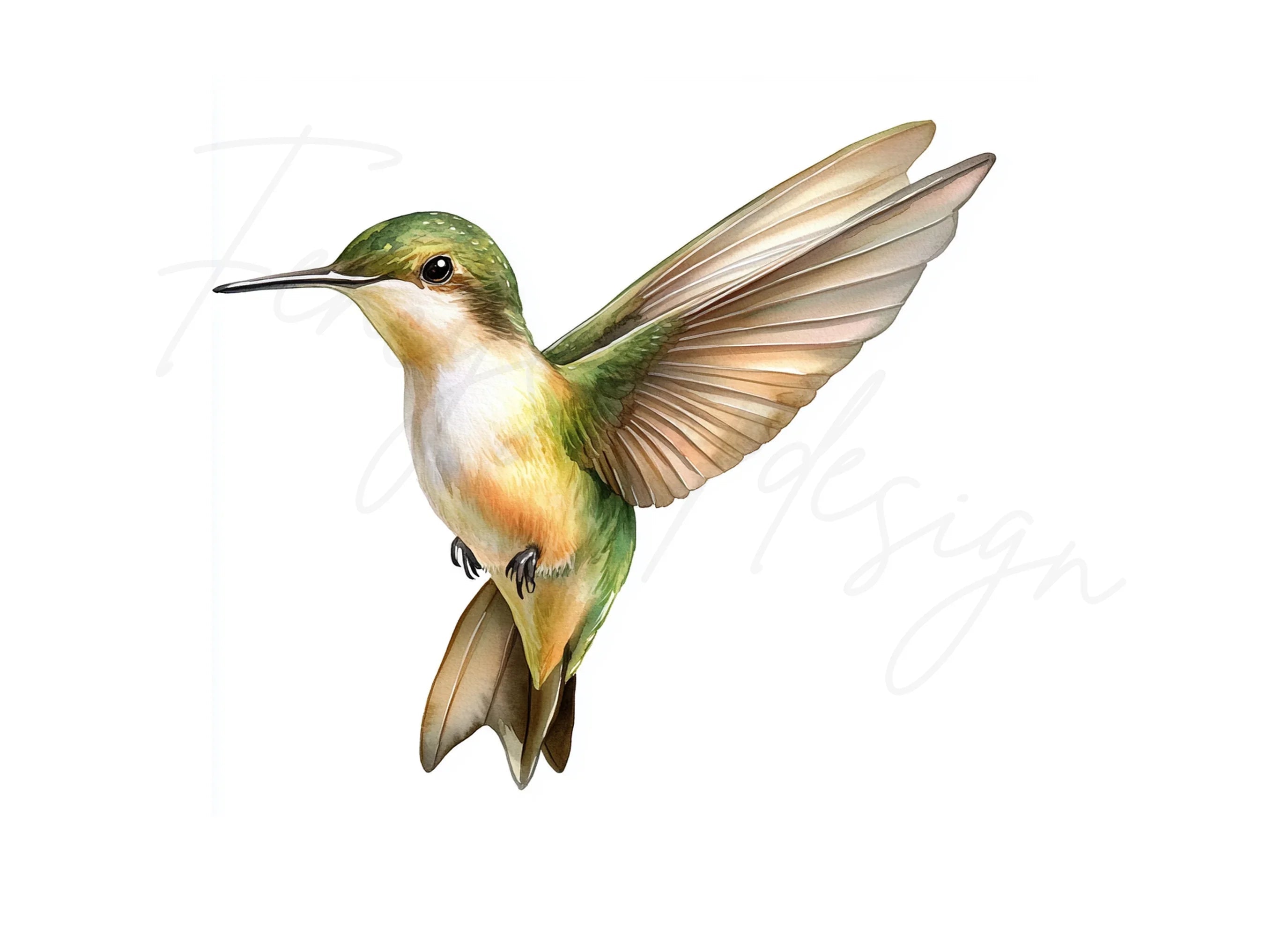 Ruby Throated Hummingbird Clipart Bundle