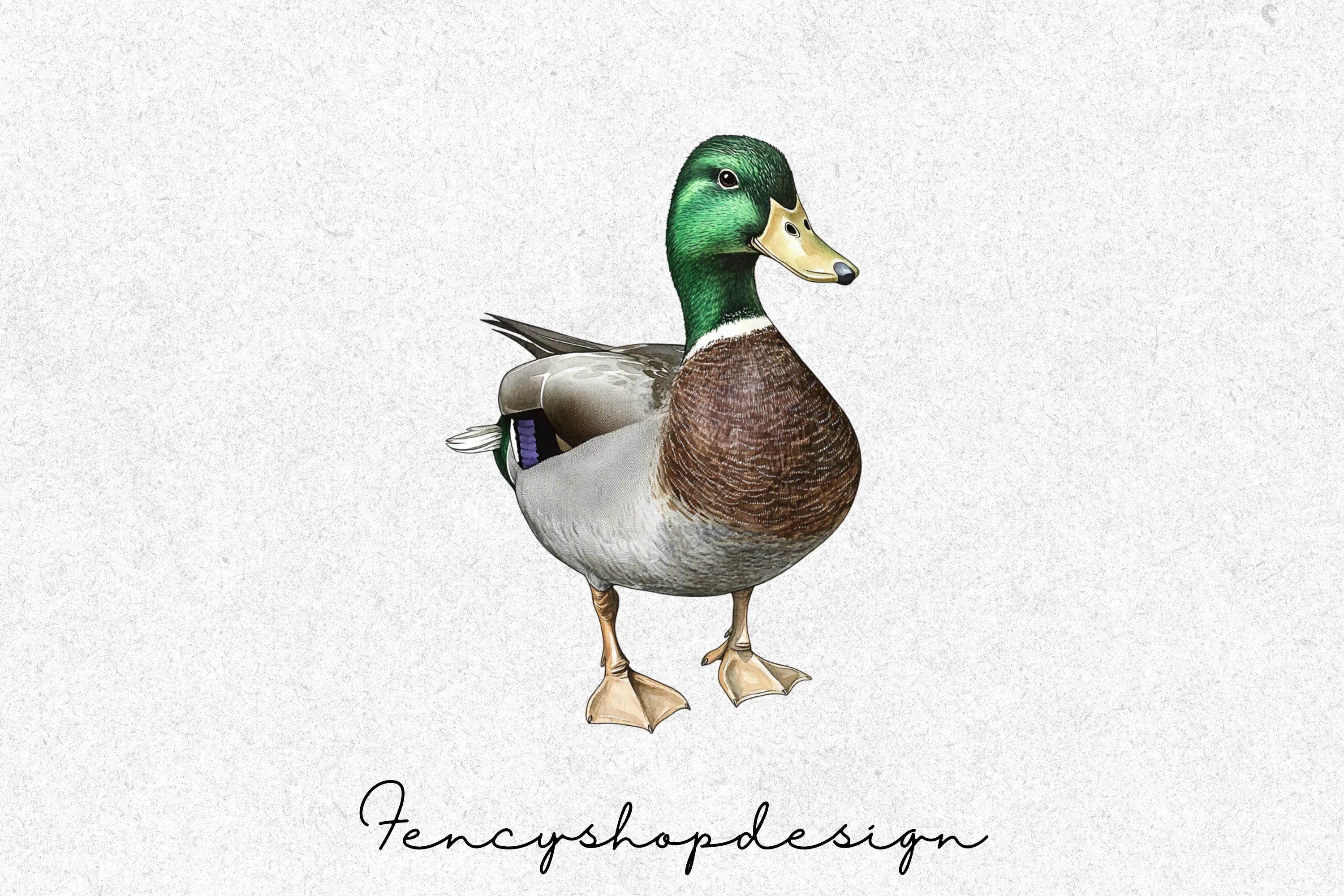 Realistic Duck Clipart Bundle