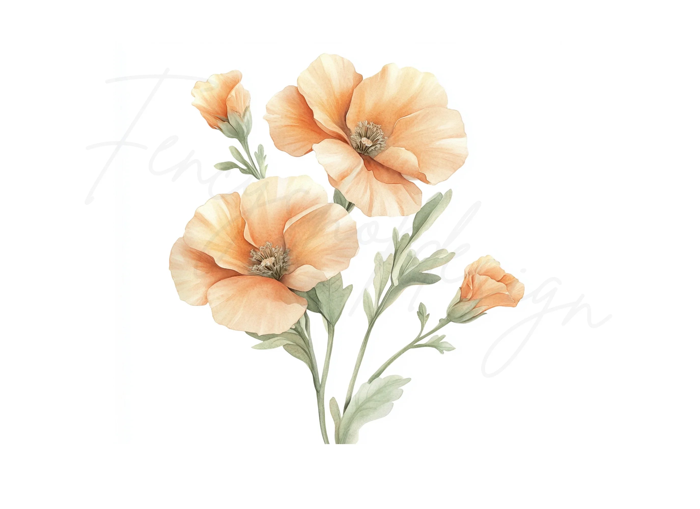 Poppy Clipart Bundle