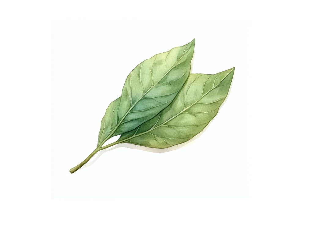 Fresh Green Leaf Illustrations Clipart Bundle