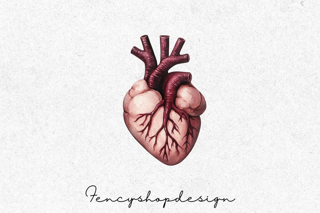 Anatomical Heart Organ Clipart Bundle