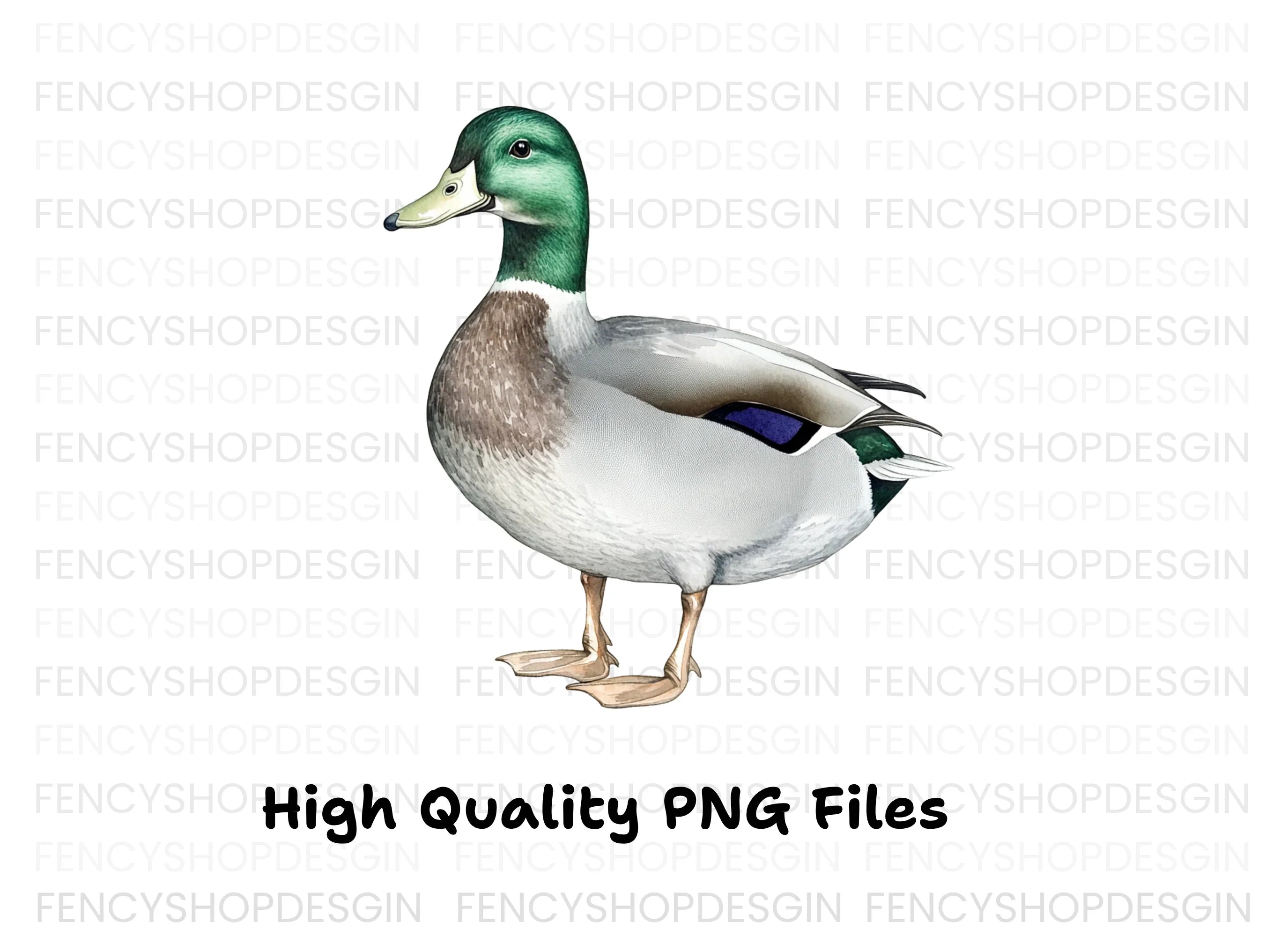 Mallard Duck Clipart Bundle