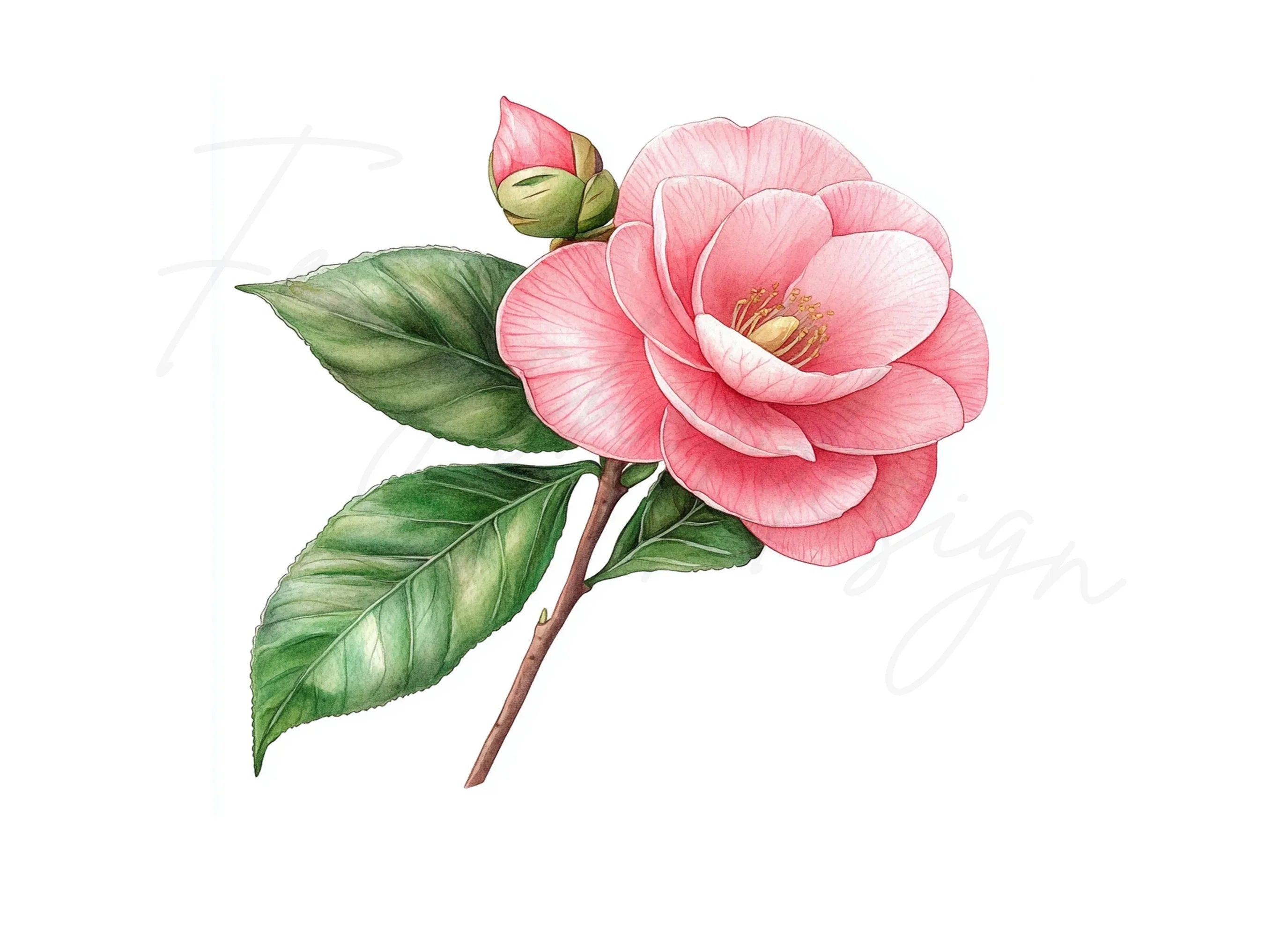 Camellia Blossom and Bud Clipart Bundle