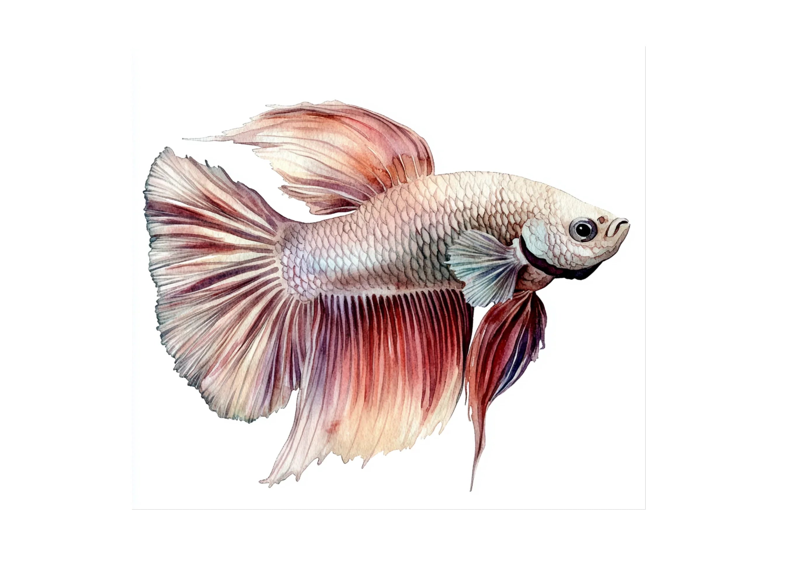 Betta Fish Clipart Bundle