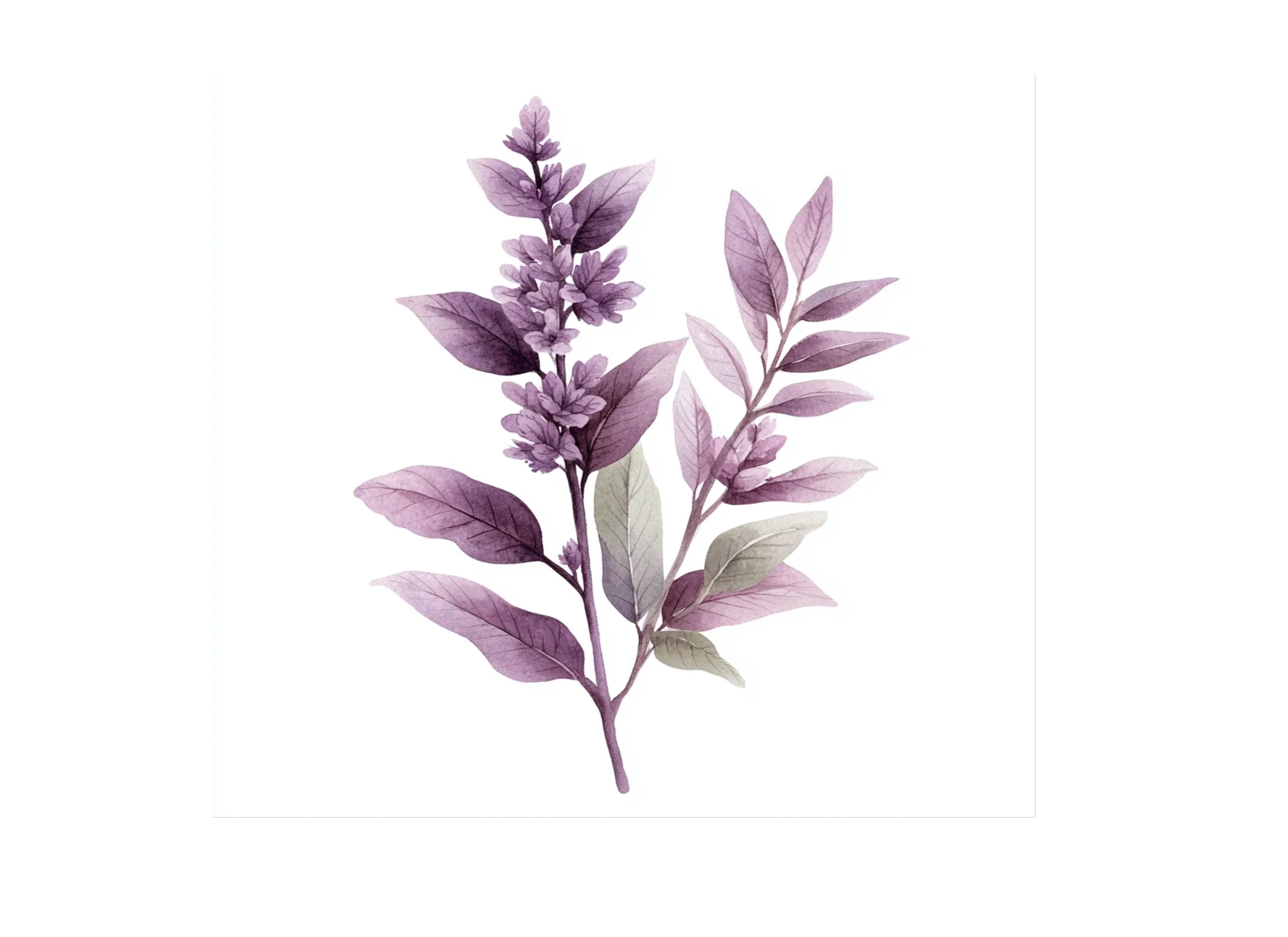 Purple Lavender Clipart Bundle