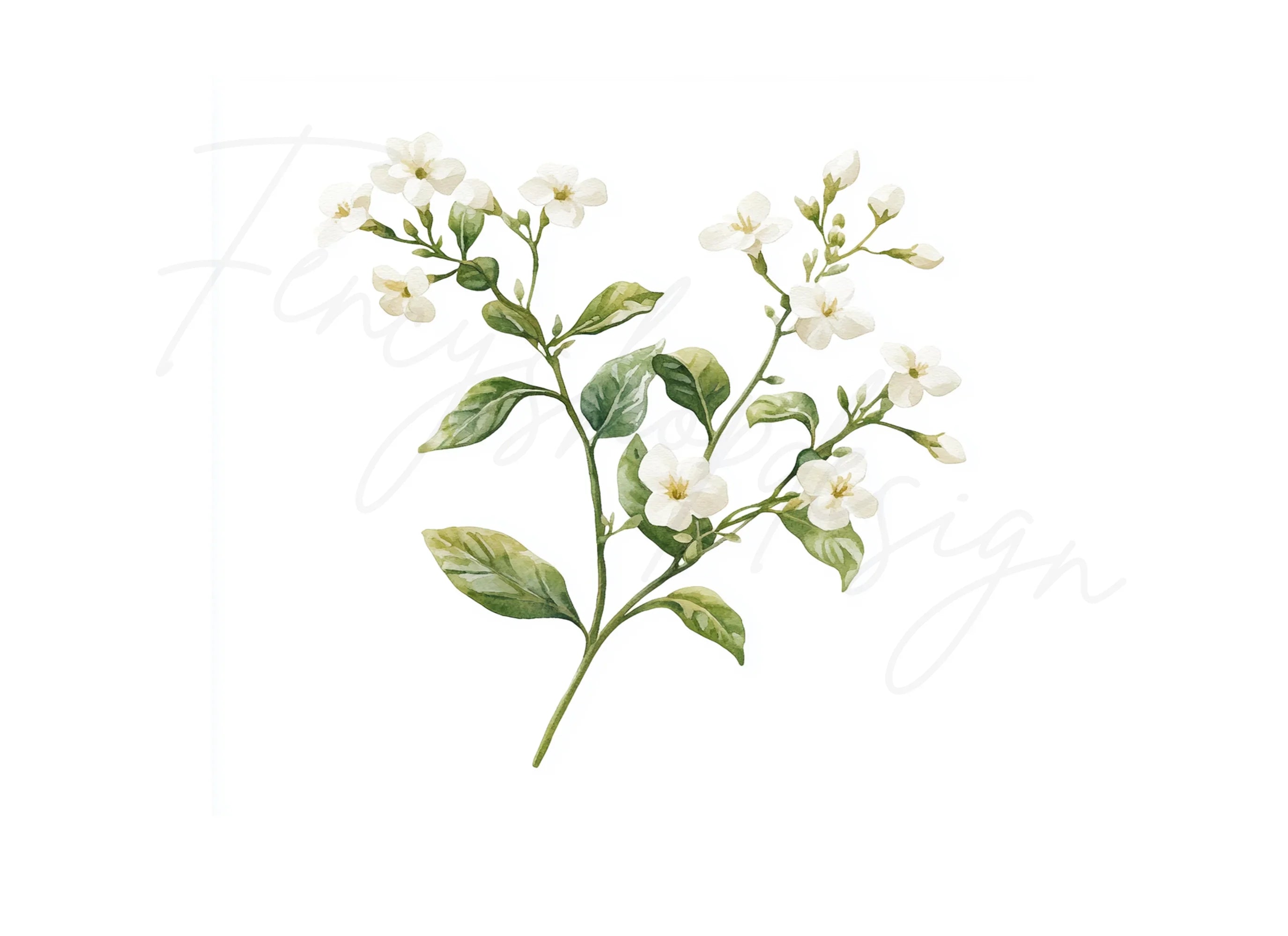 Elegant White Jasmine Floral Clipart Bundle