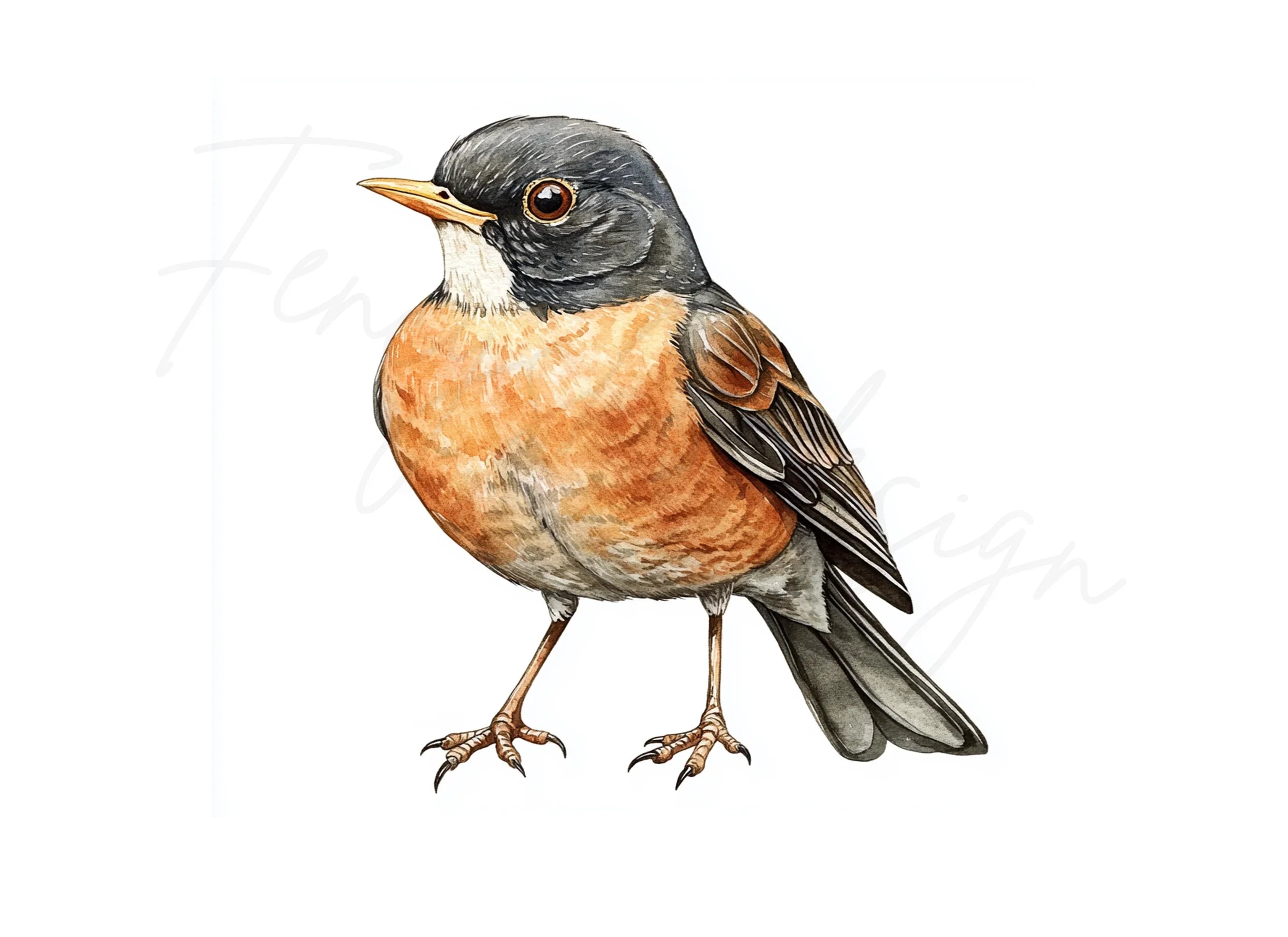 American Robin Bird Clipart Bundle