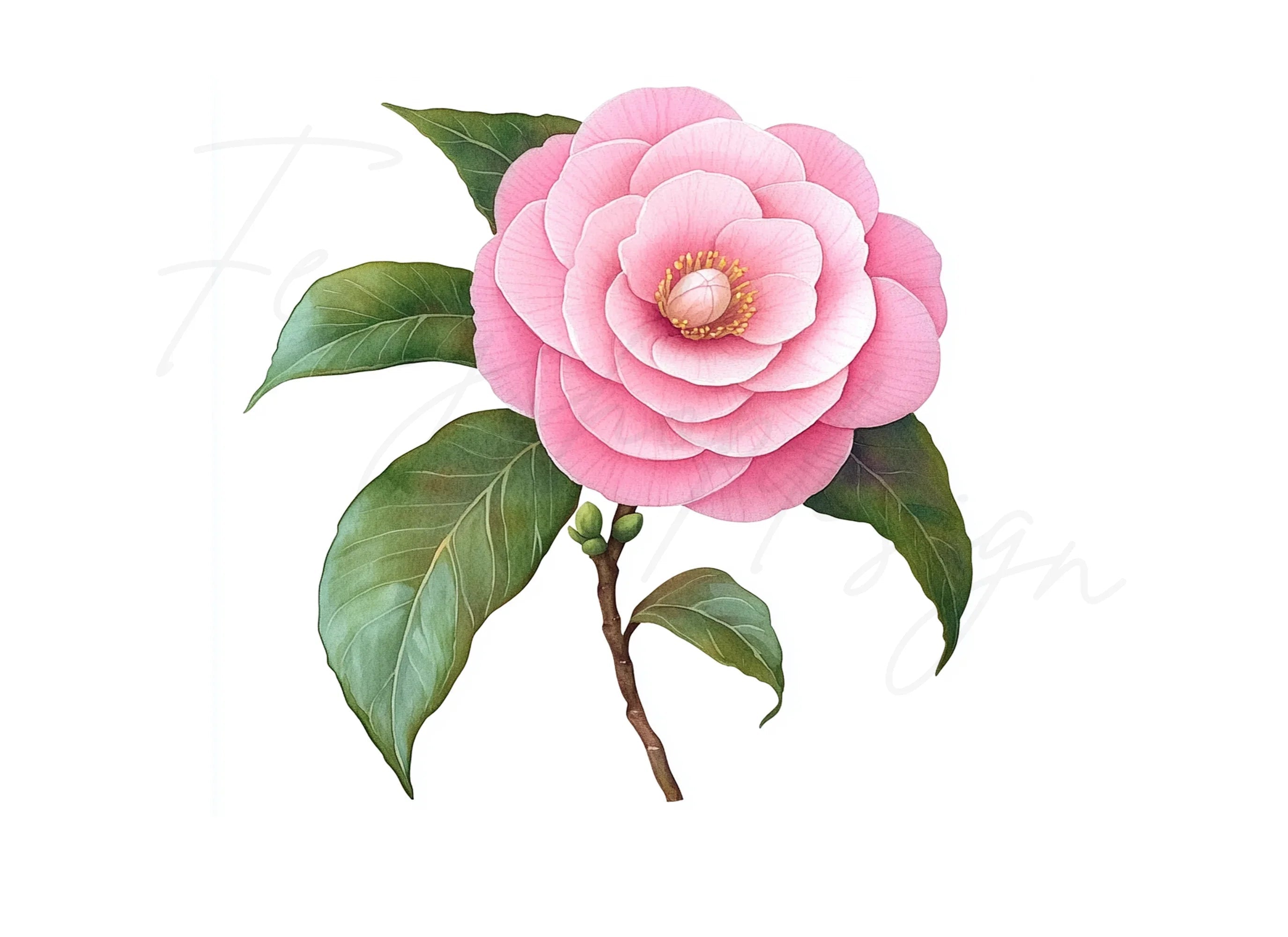 Pink Camellia Flower Clipart Bundle