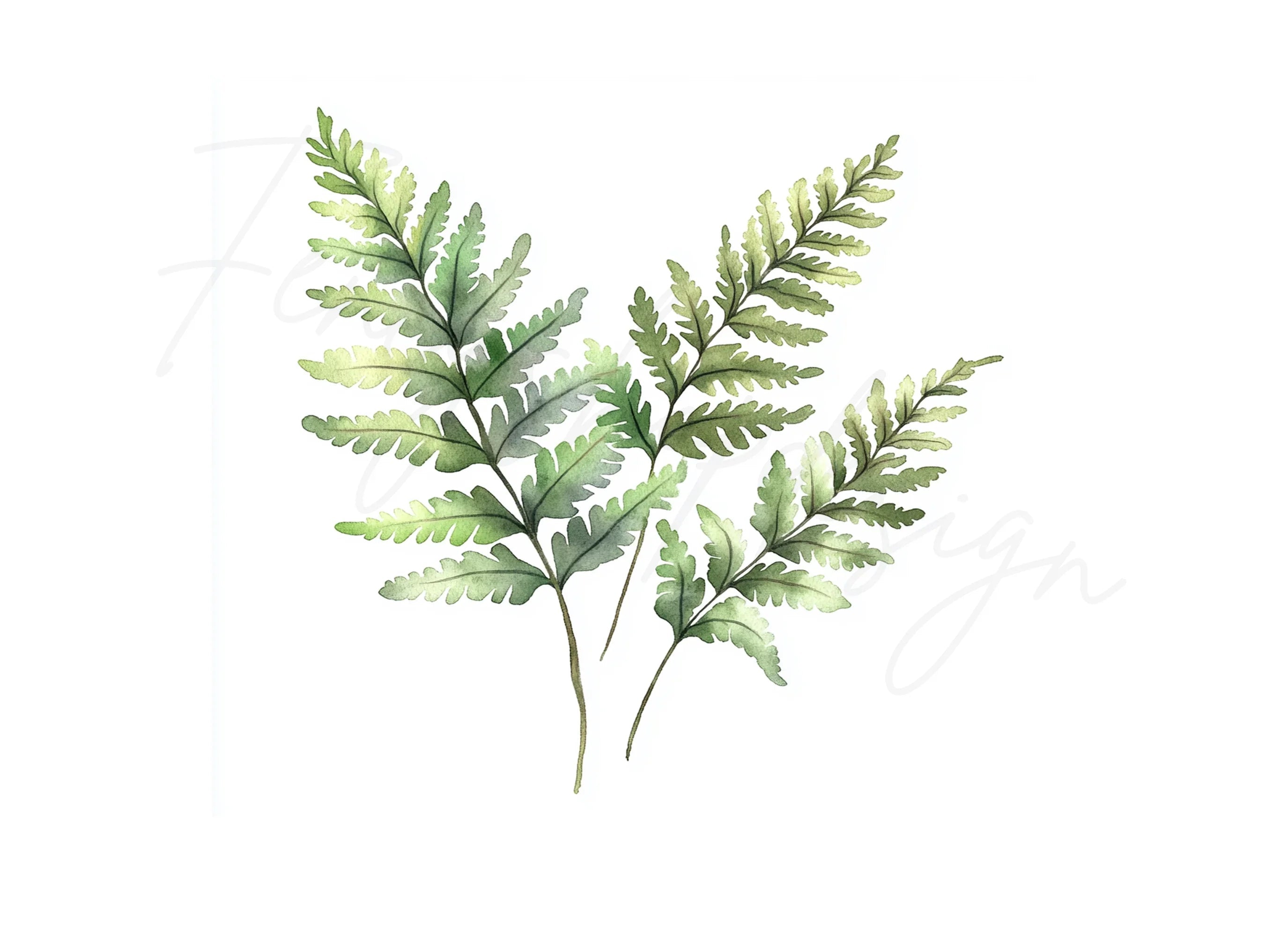 Delicate Fern Clipart Bundle