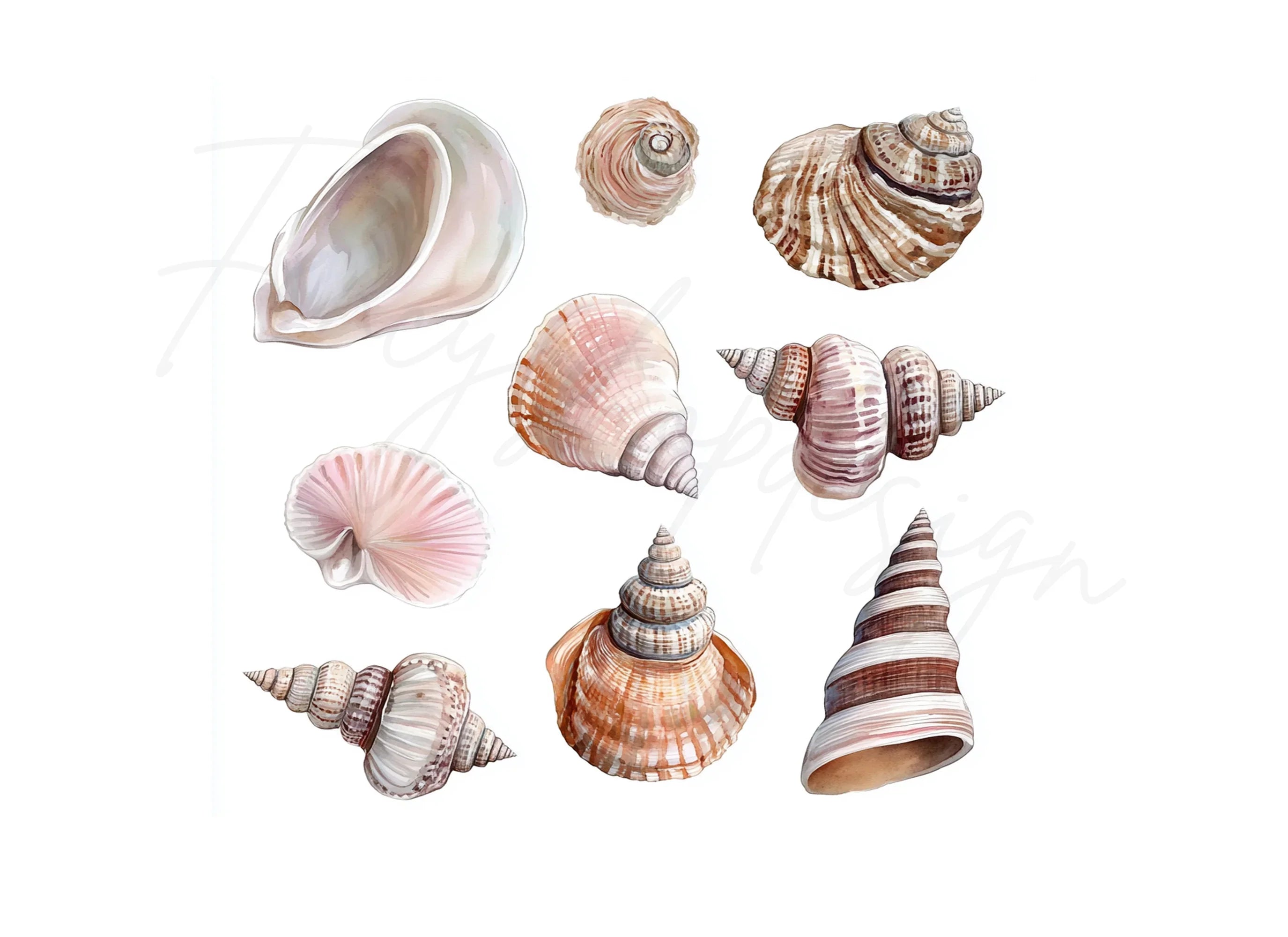 Diverse Seashell Clipart Bundle
