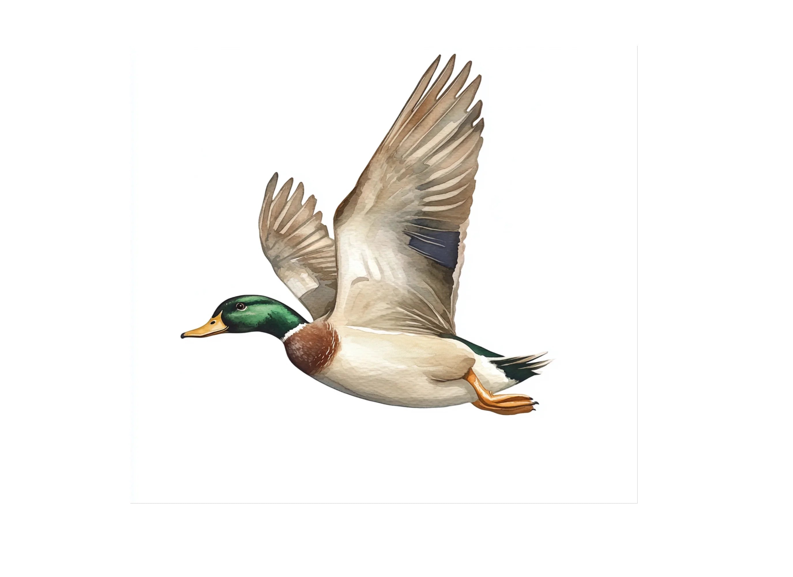 Flying Mallard Ducks Clipart Bundle