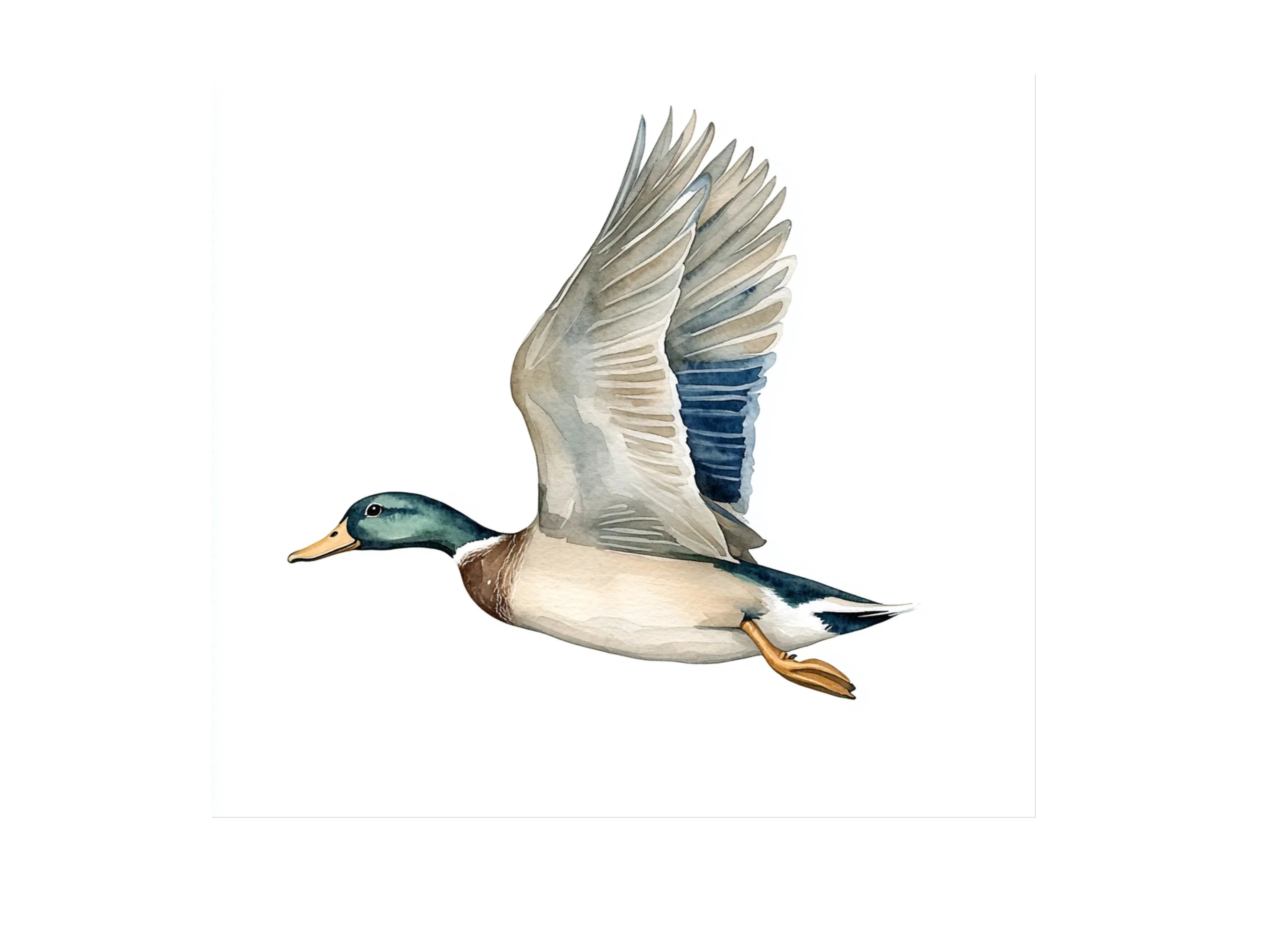 Flying Mallard Duck Clipart Bundle