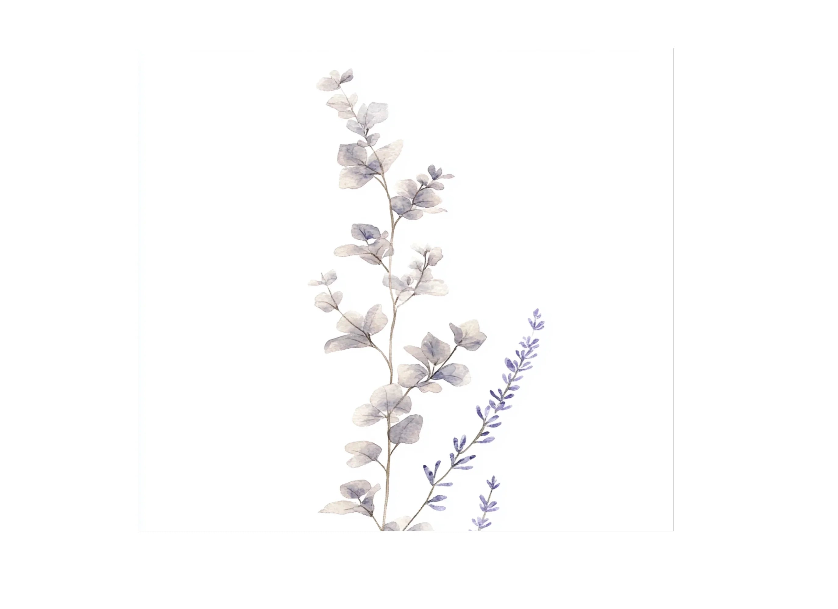 Eucalyptus and Lavender Clipart Bundle