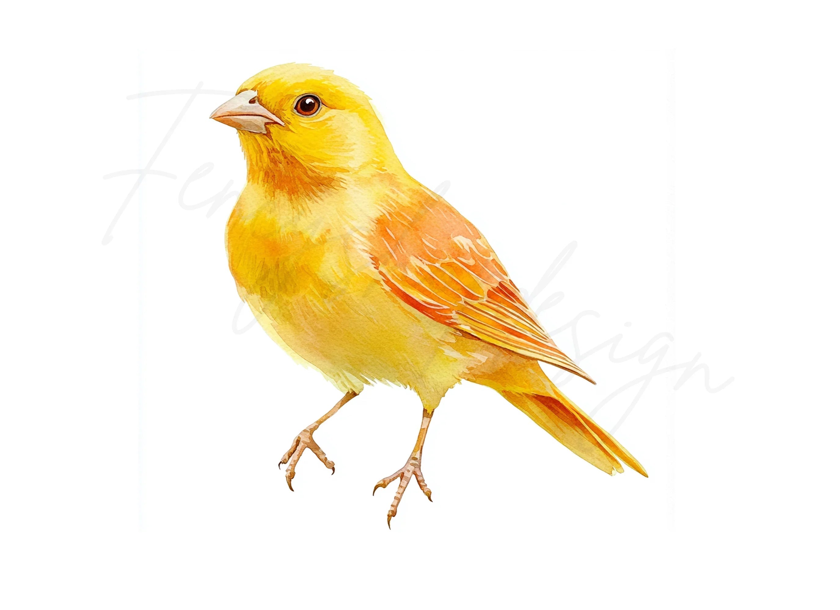 Vibrant Yellow Canary Bird Clipart Bundle