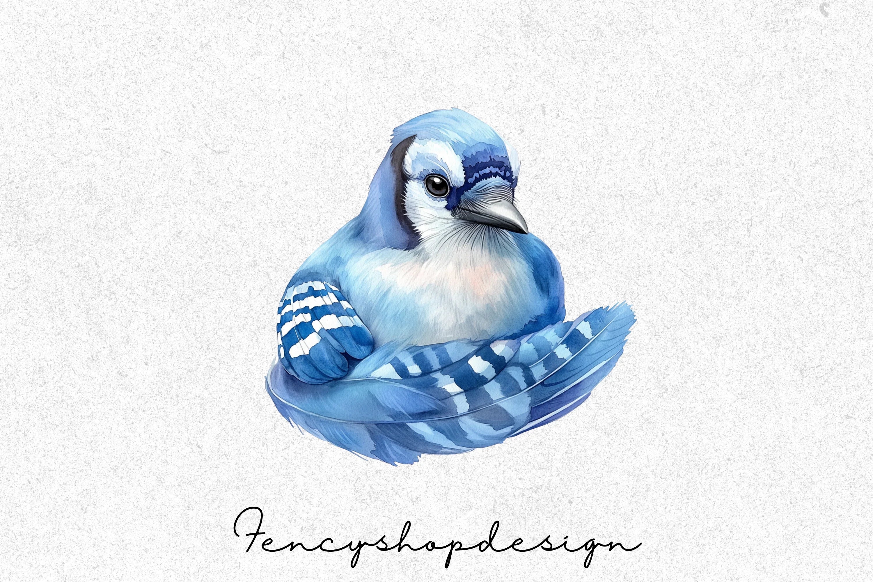 Blue Jay Bird Clipart Bundle