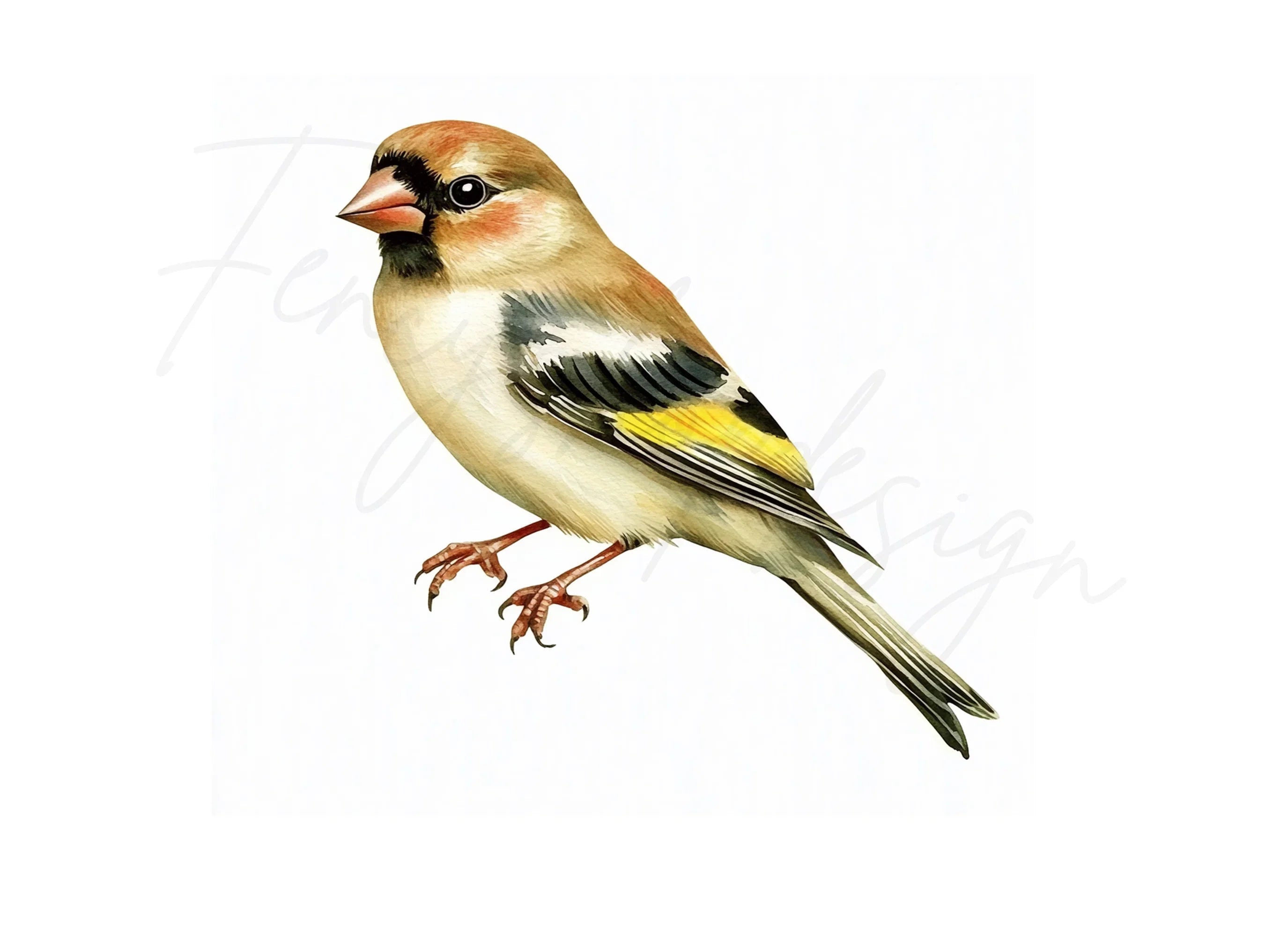 Goldfinch Bird Clipart Bundle