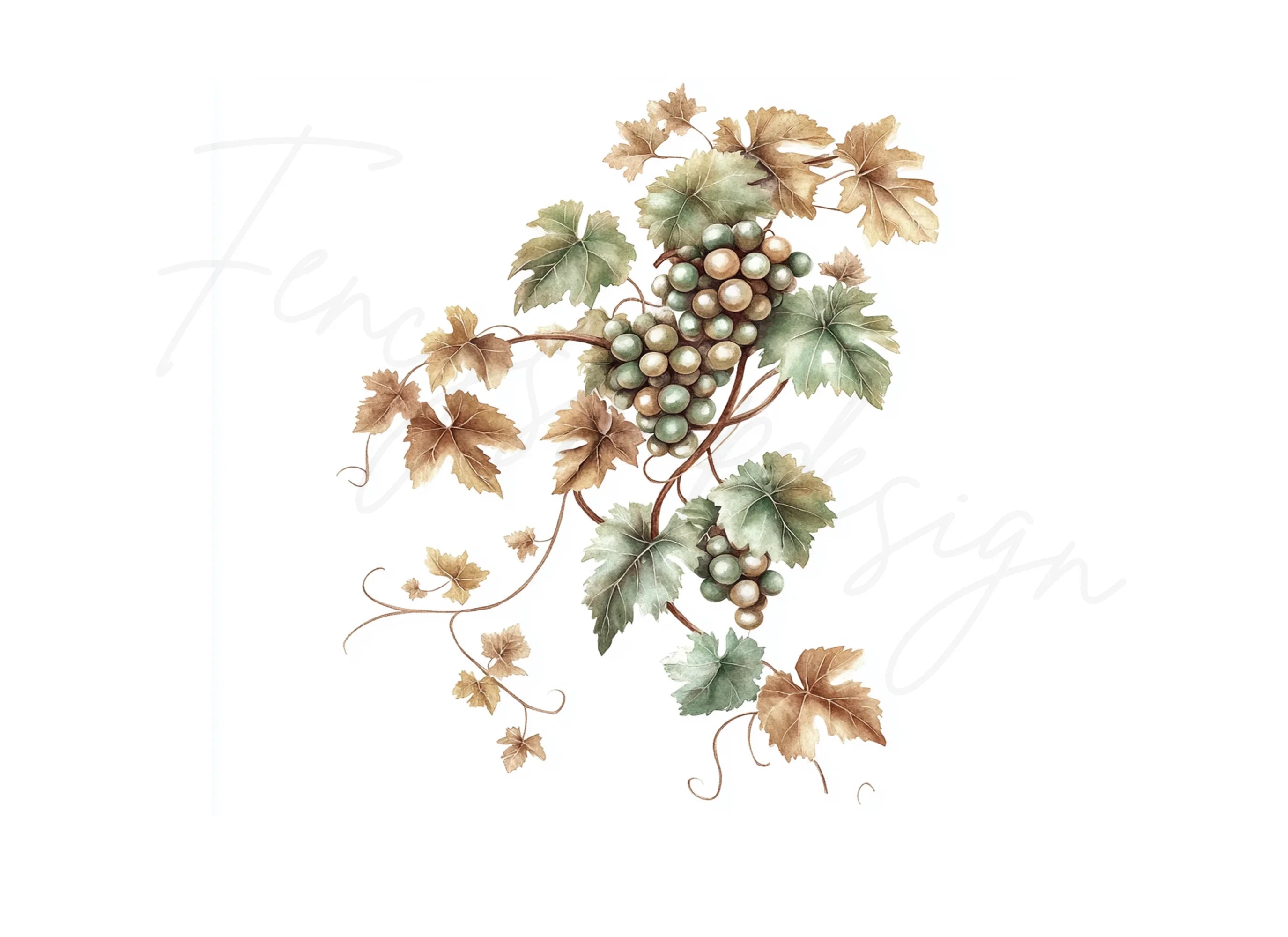 Grapevine Clipart Bundle