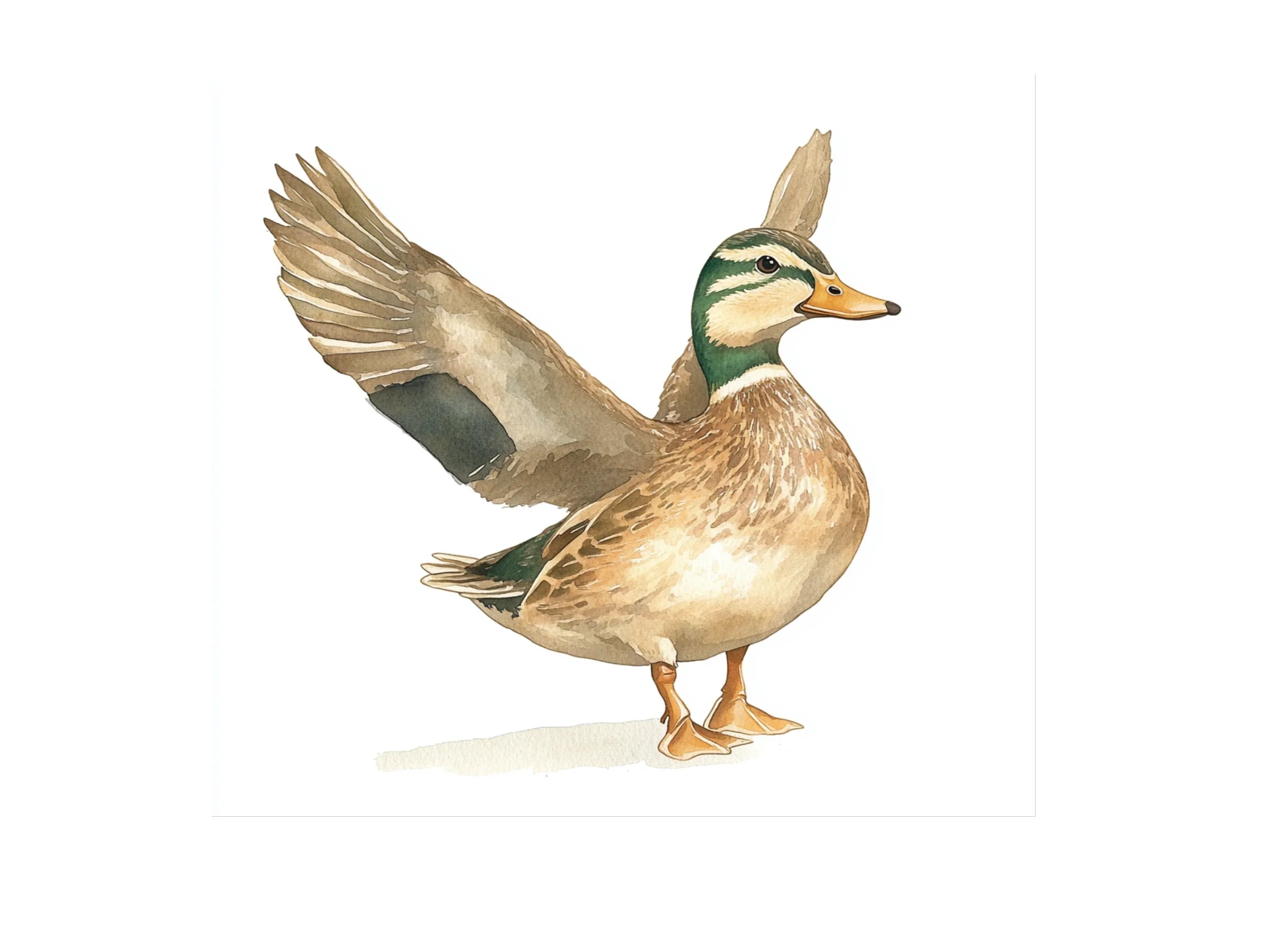 Mallard Duck Clipart Bundle