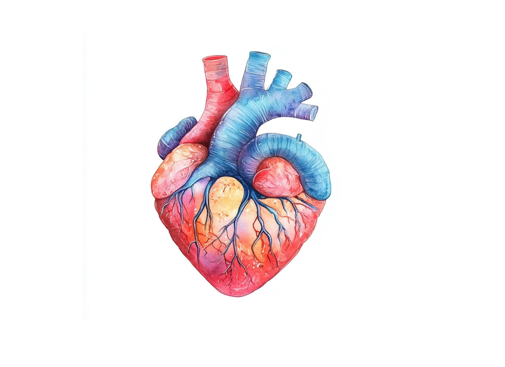 Anatomical Heart Clipart Bundle
