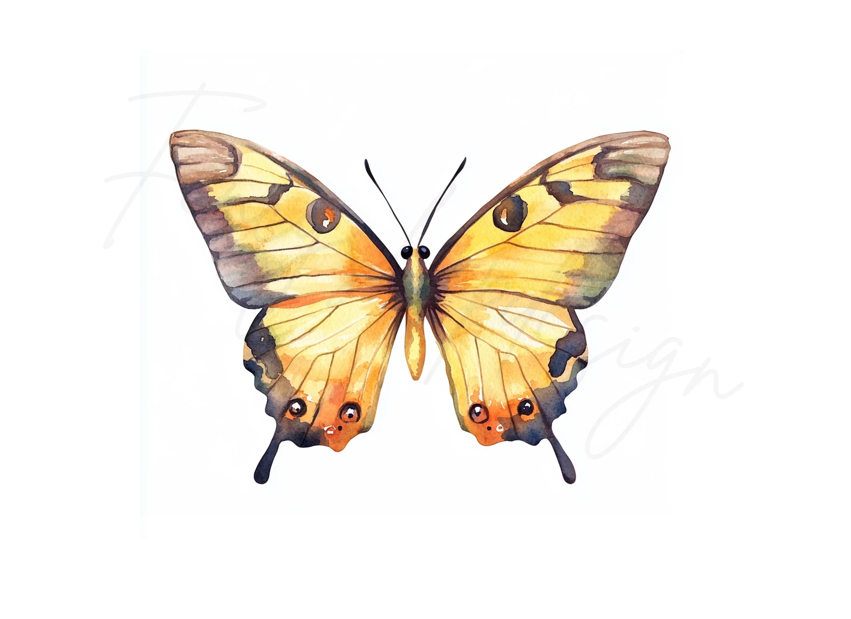Colorful Butterfly Clipart Bundle