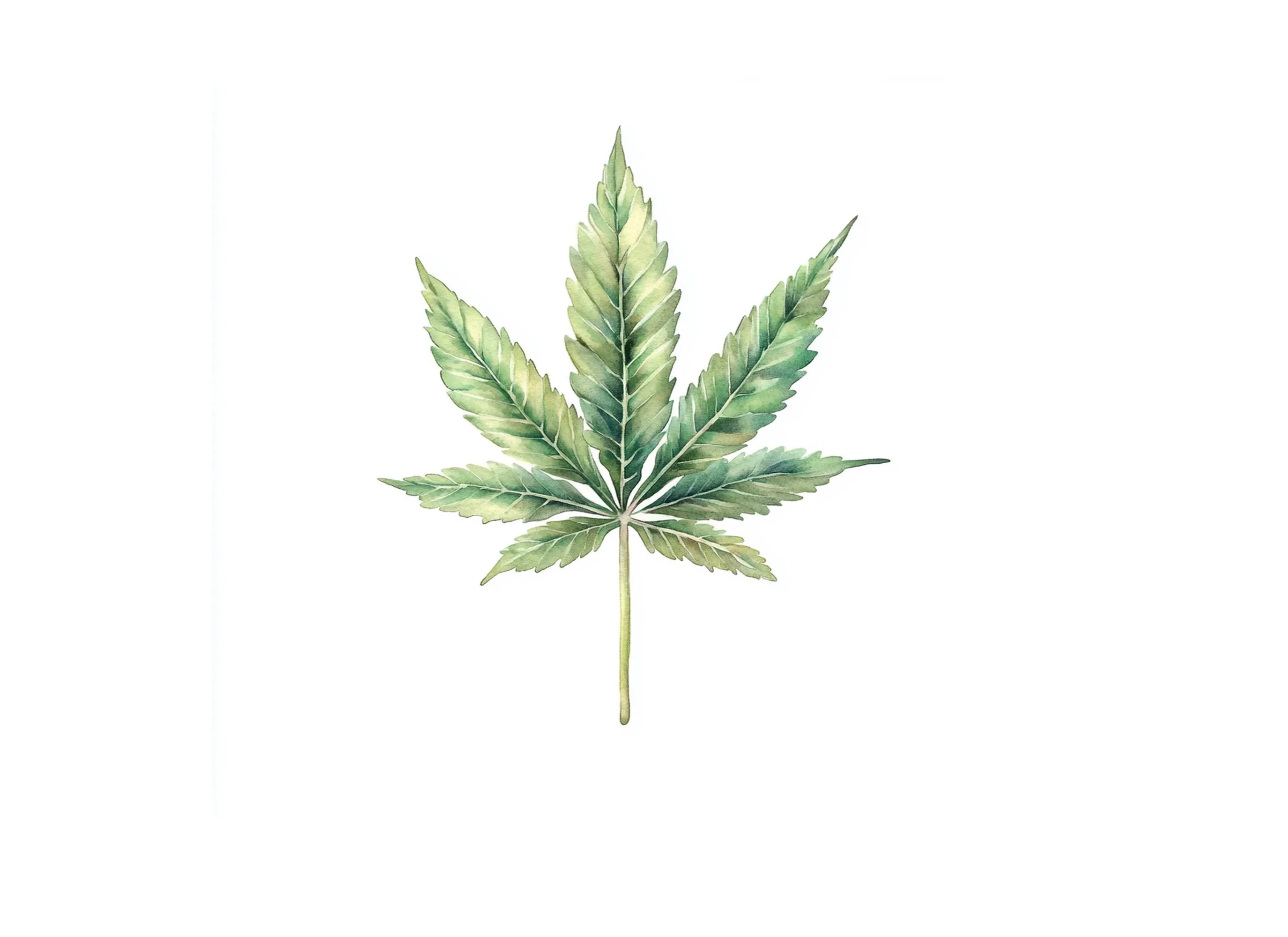 Cannabis Leaves Clipart Bundle