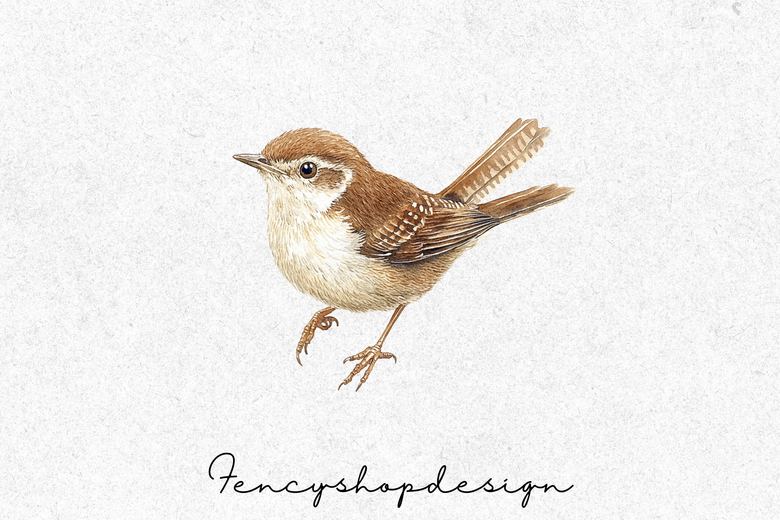 Brown Wren Bird Clipart Bundle