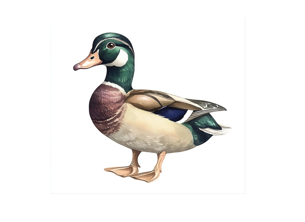 Realistic Mallard Duck Clipart Bundle