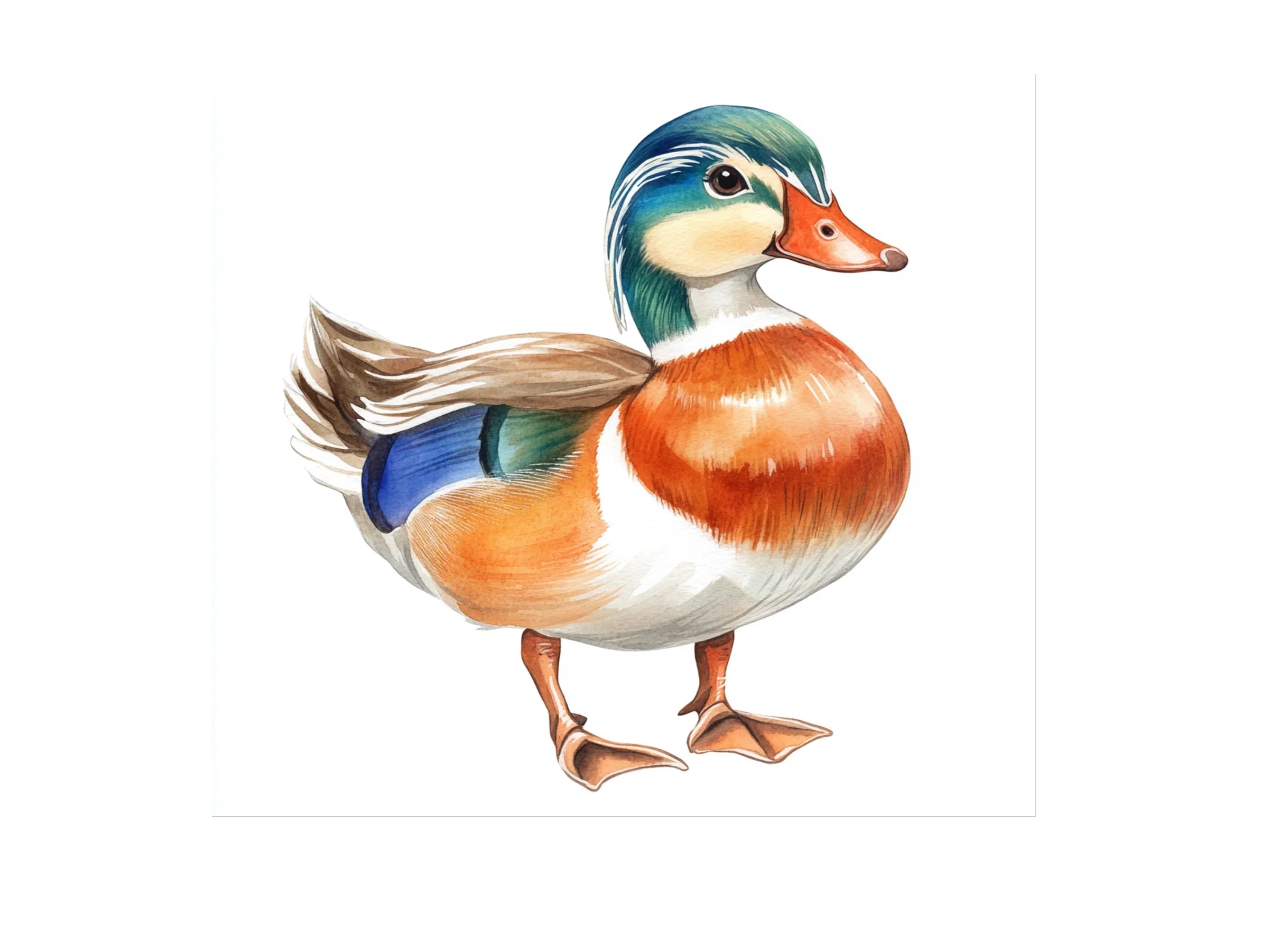 Colorful Mandarin Duck Clipart Bundle