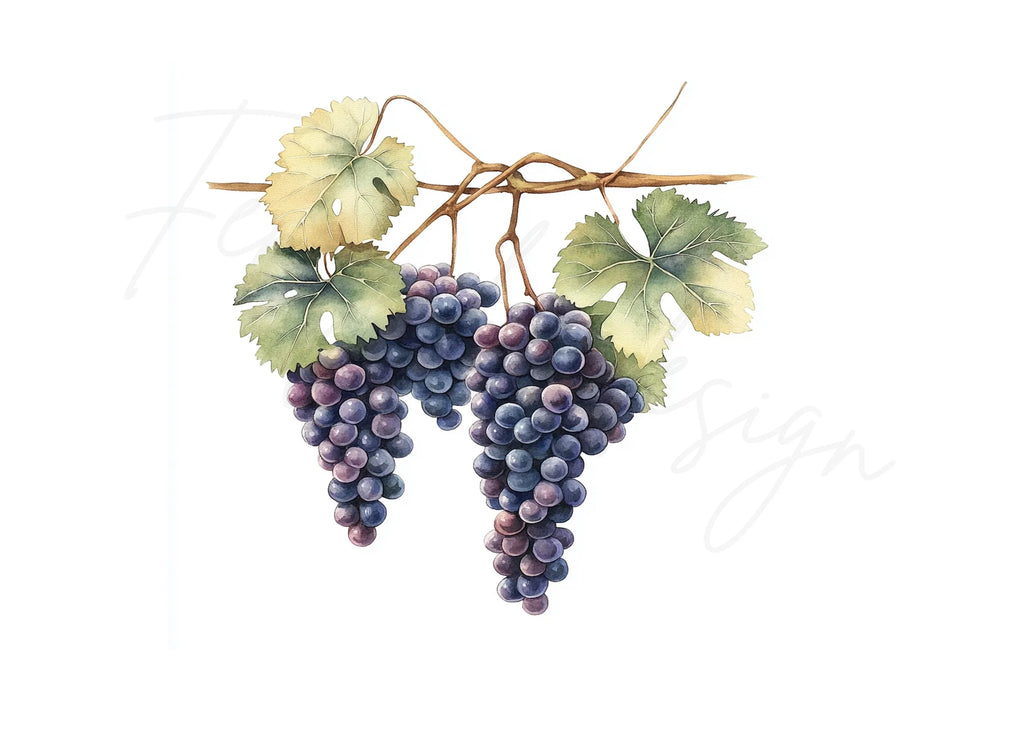 Grape Vine Clipart Bundle