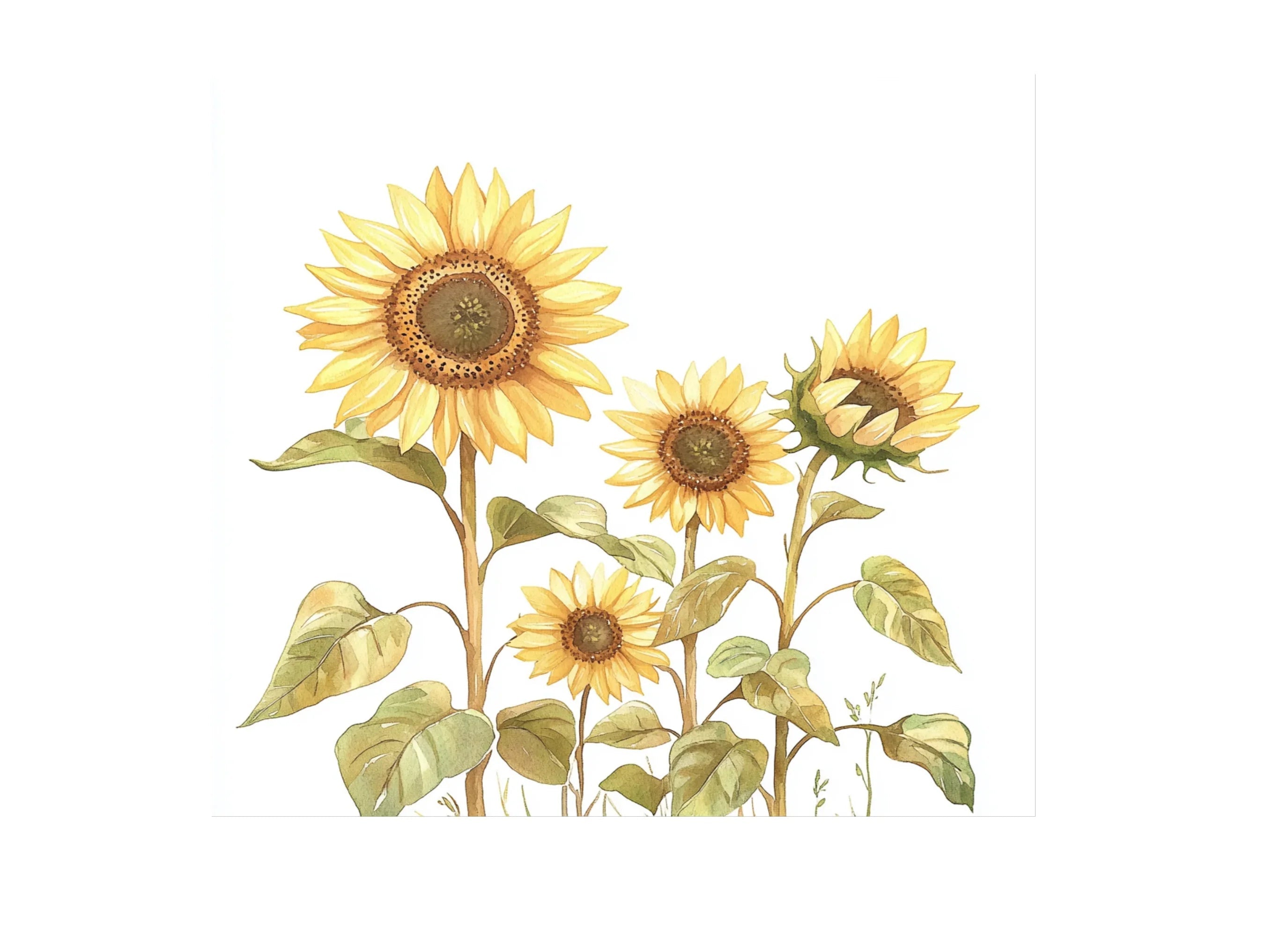 Sunny Sunflower Clipart Bundle