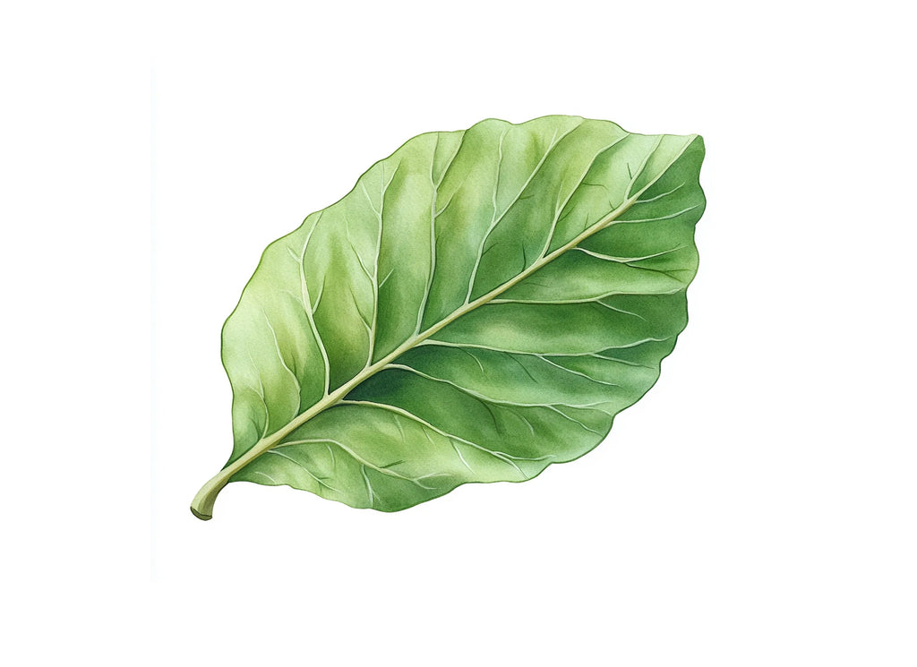Green Leaves Clipart Bundle