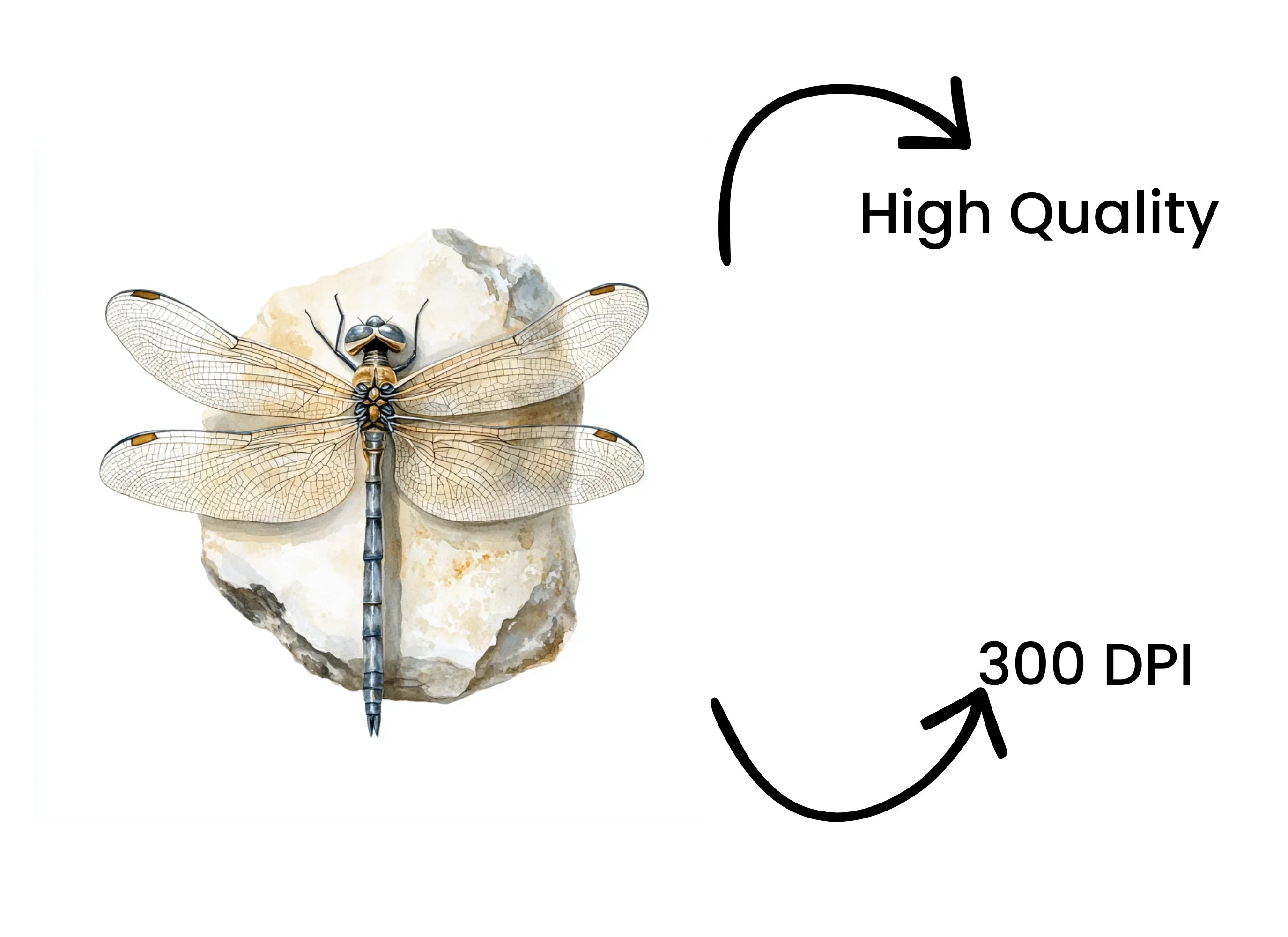 Dragonfly on Stone Clipart Bundle