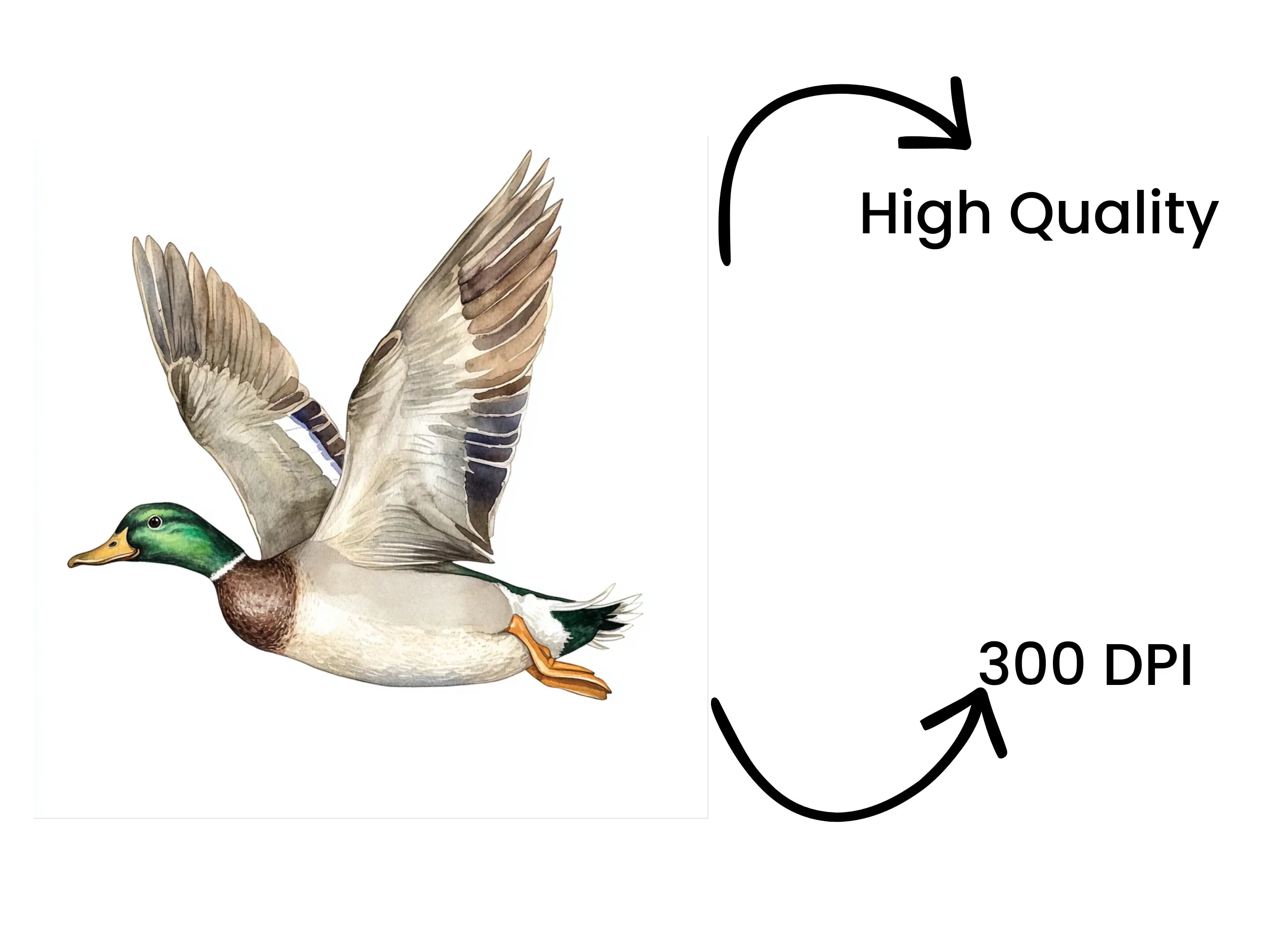 Flying Mallard Ducks Clipart Bundle