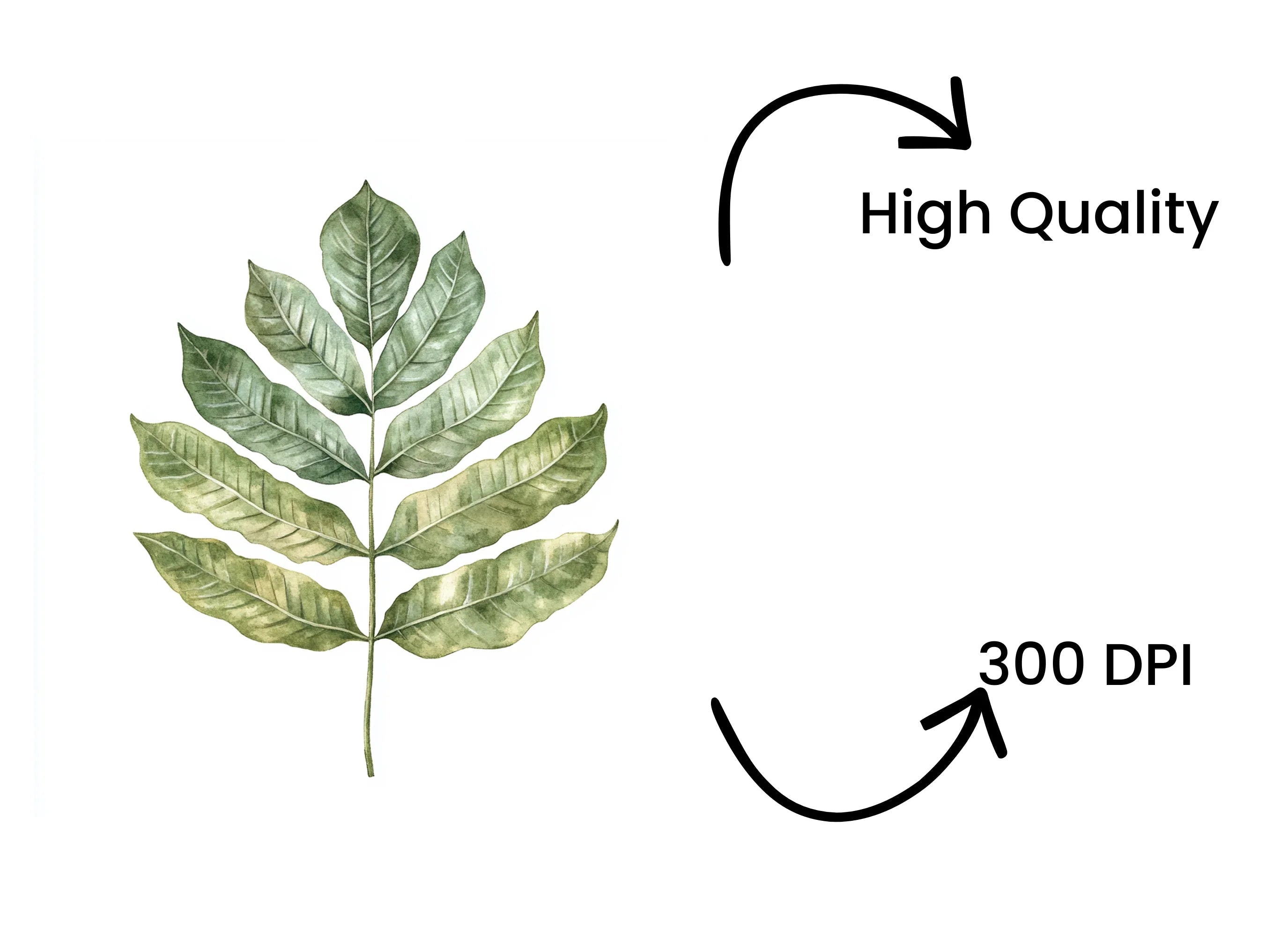 Green Leaves Clipart Bundle