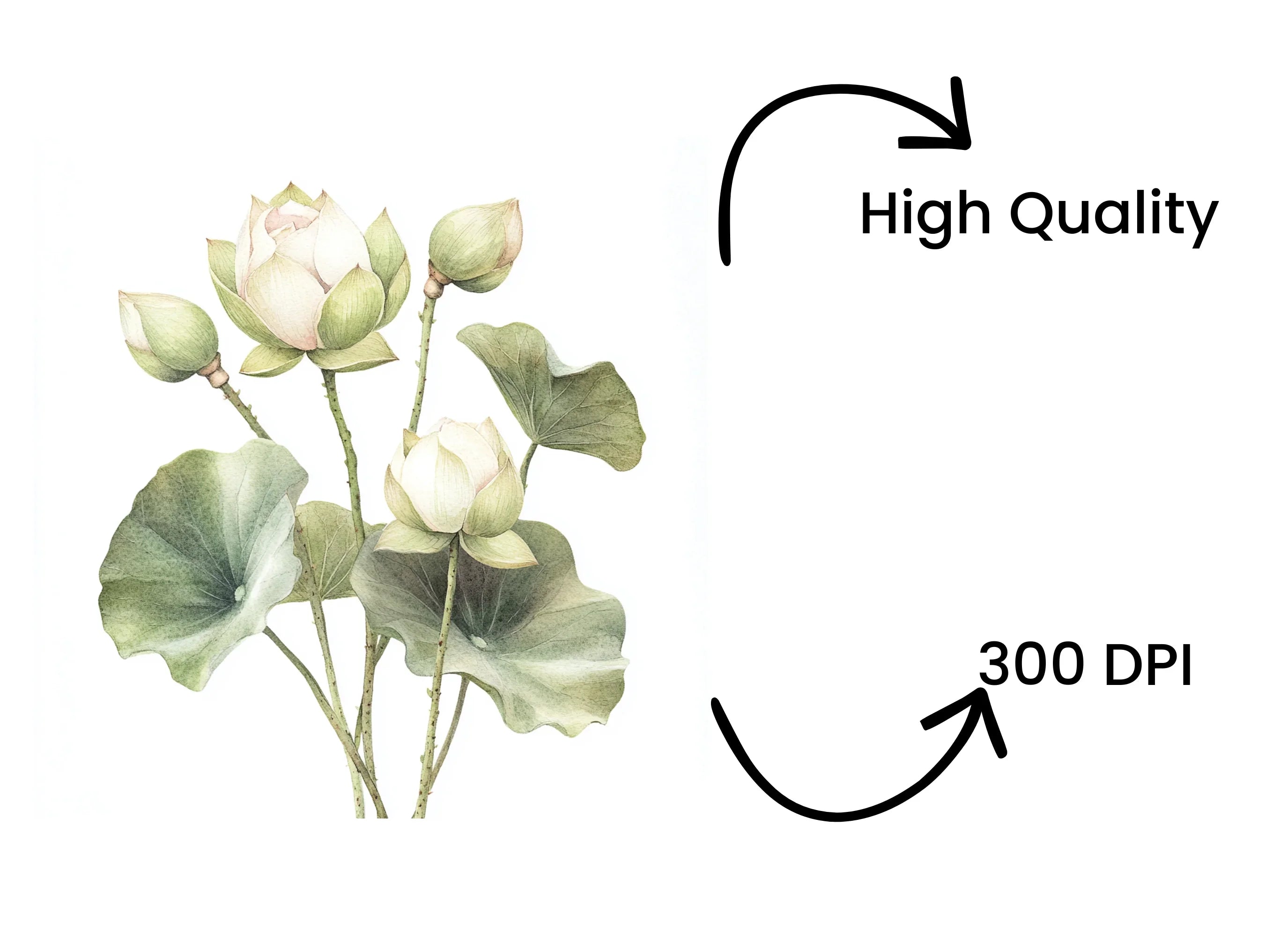 Elegant Lotus Flower Clipart Bundle