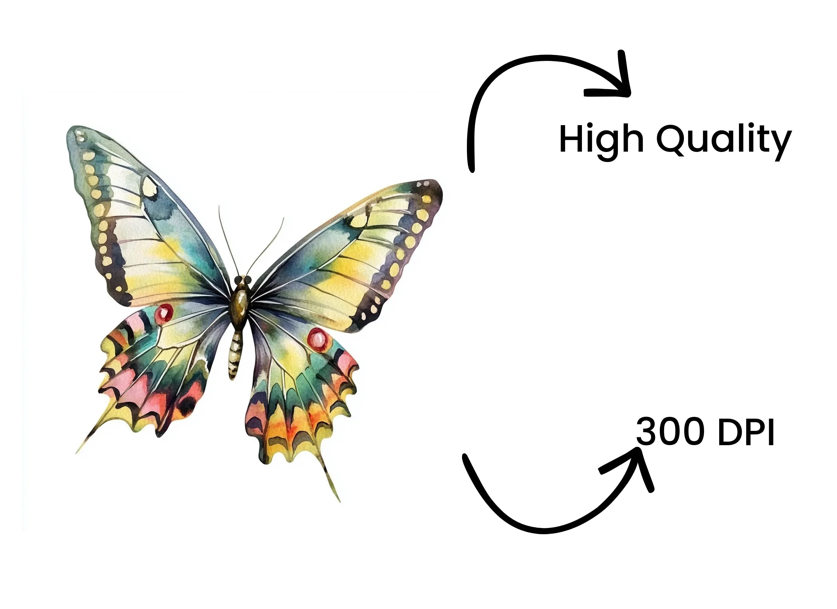 Colorful Butterfly Clipart Bundle