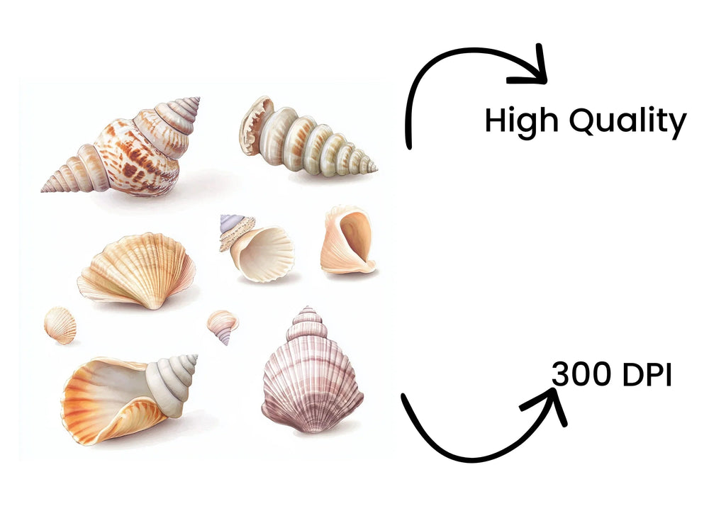 Seashells Clipart Bundle