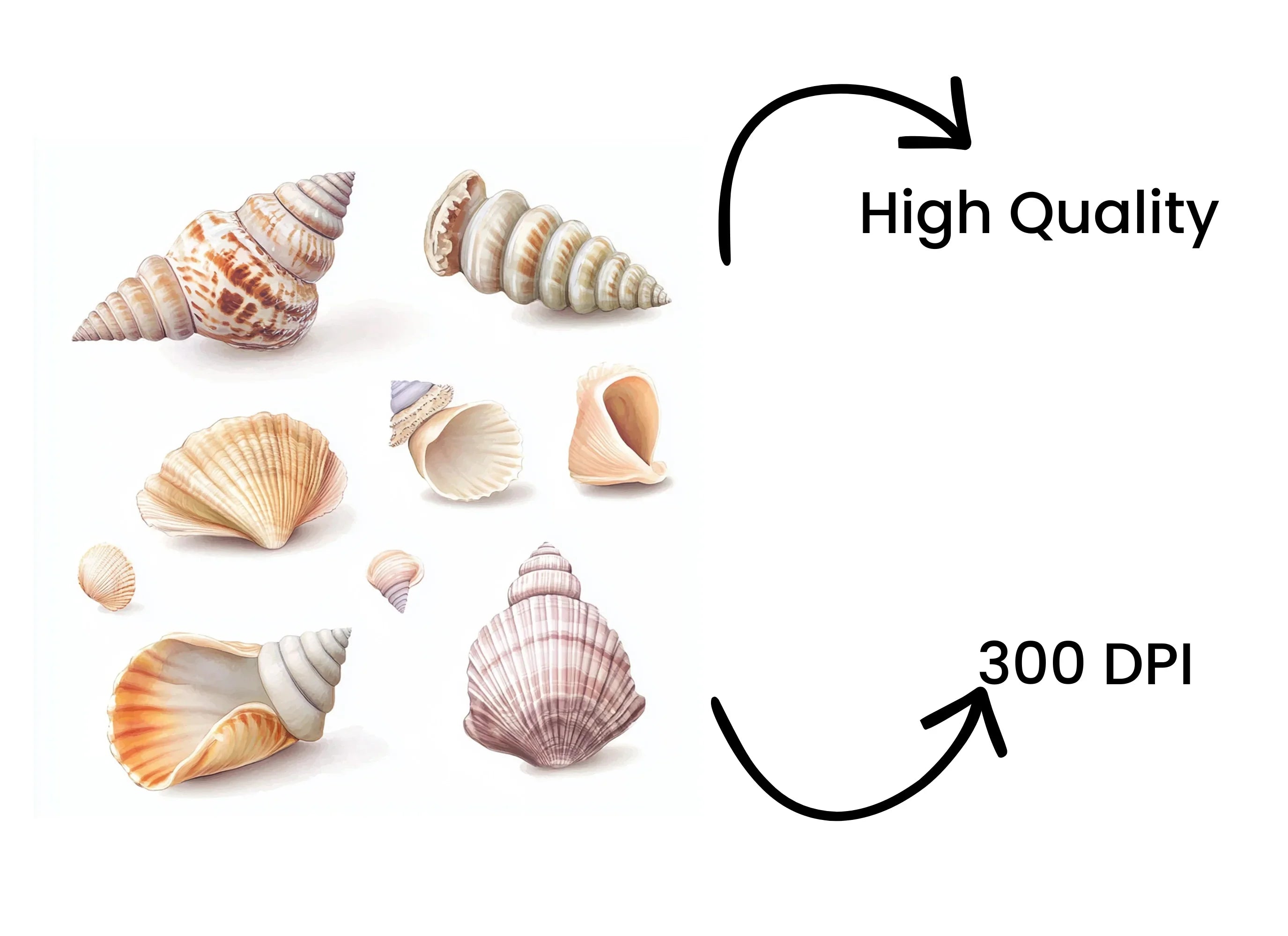 Seashells Clipart Bundle