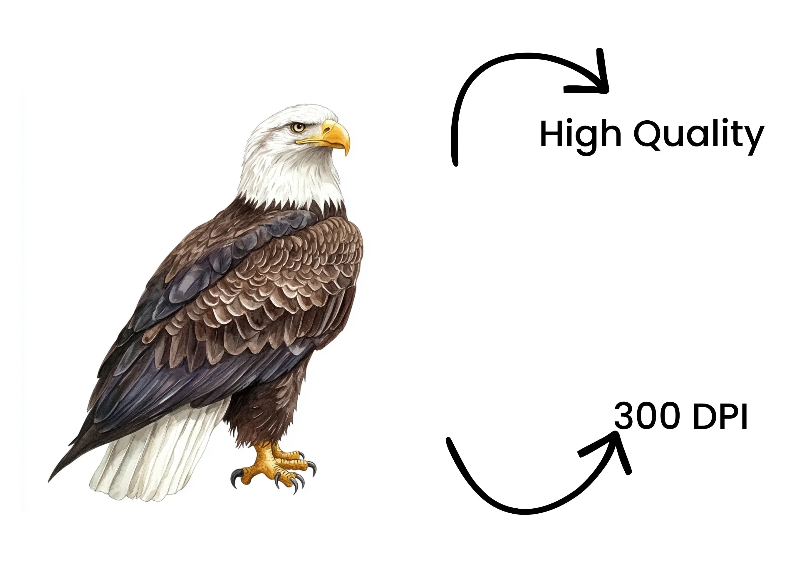 Realistic Bald Eagle Standing Clipart Bundle