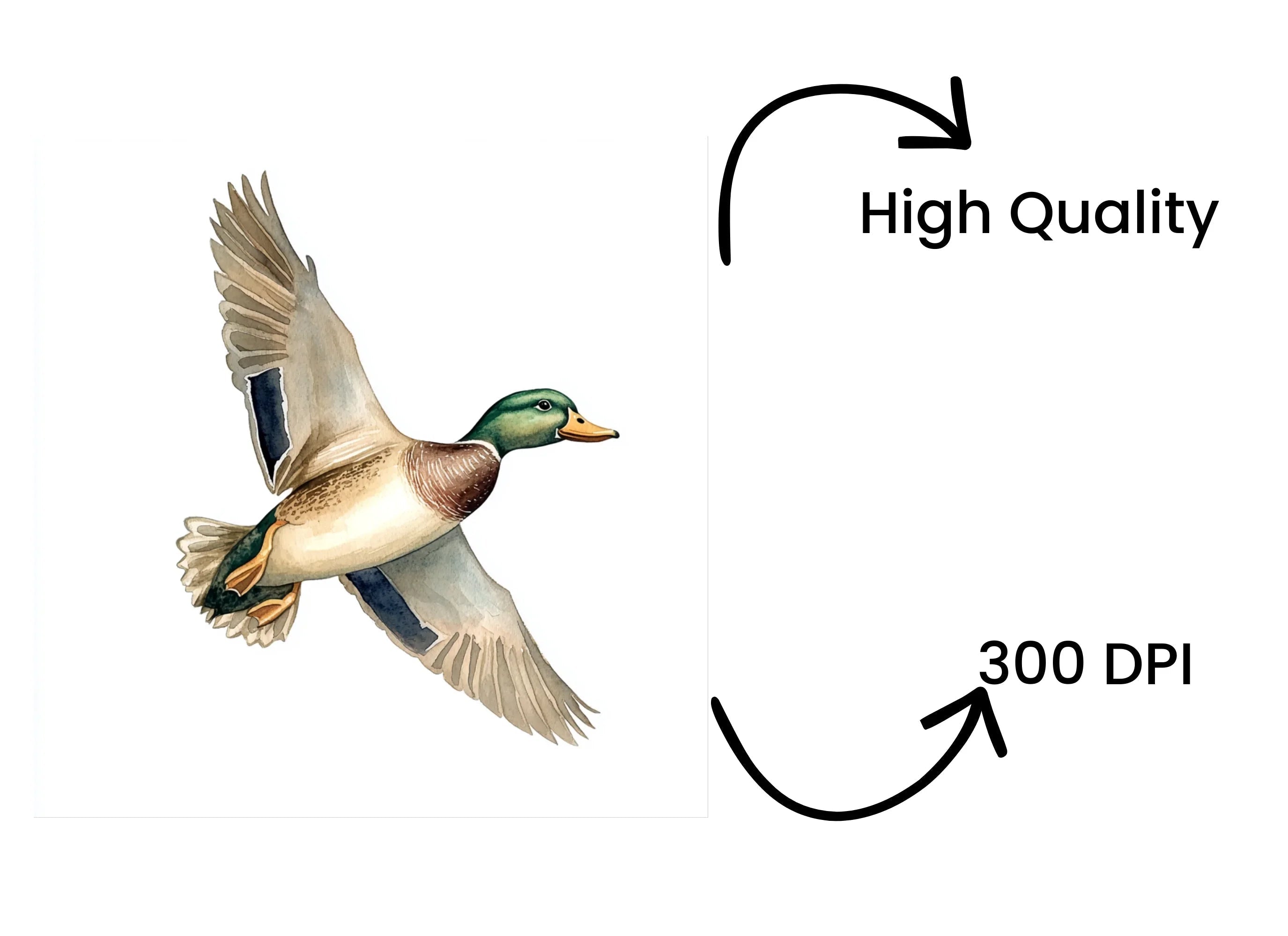 Flying Mallard Duck Clipart Bundle
