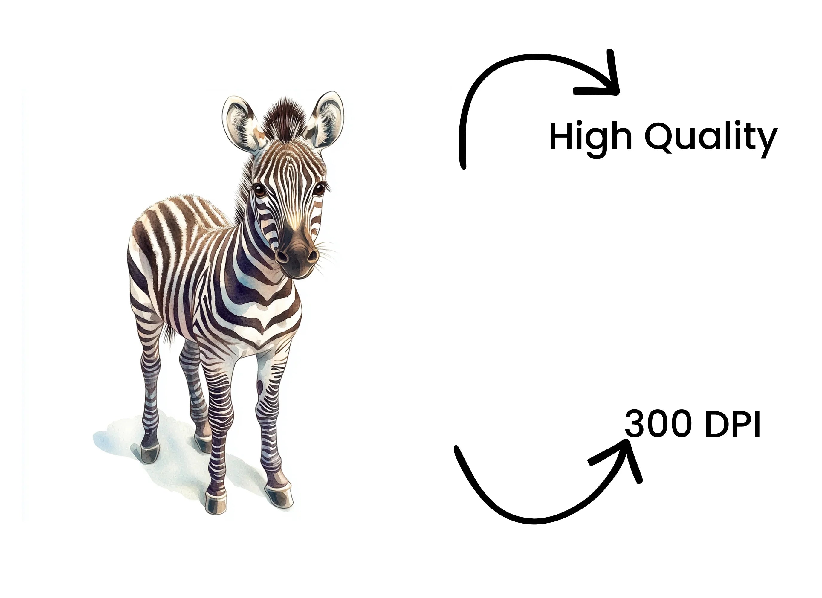 Cute Baby Zebra Clipart Bundle
