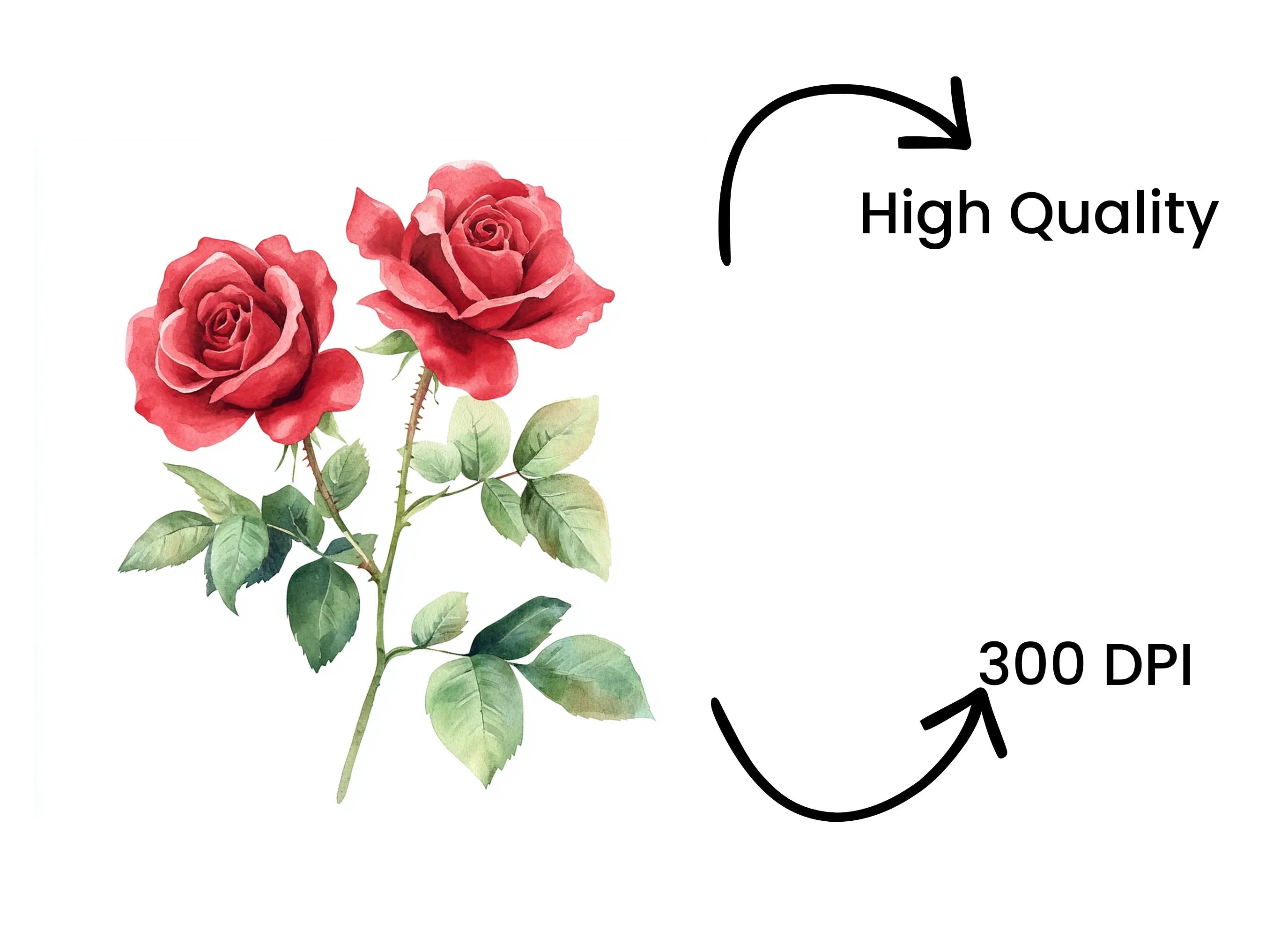Red Roses Clipart Bundle