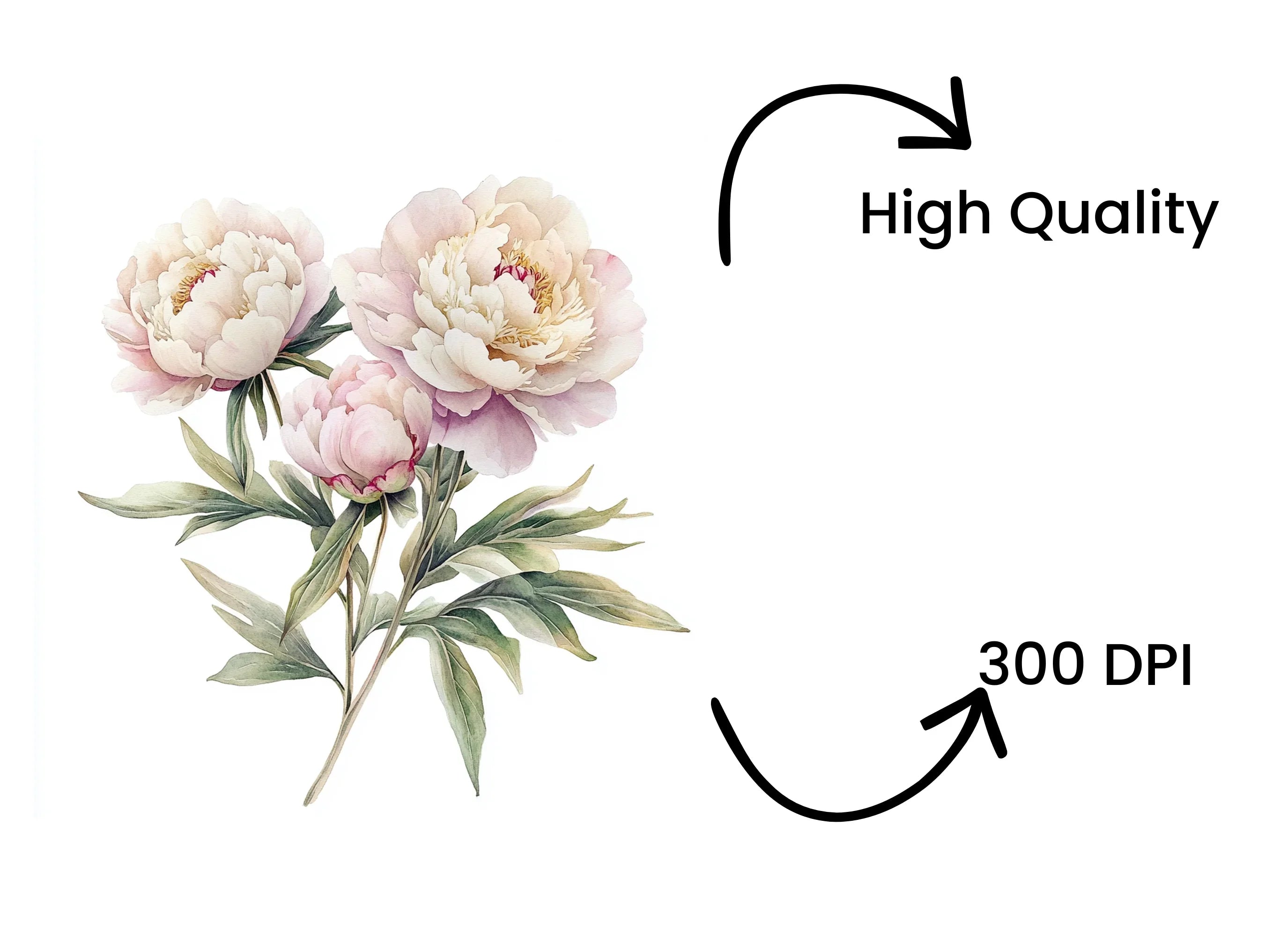 Elegant White Peonies Clipart Bundle