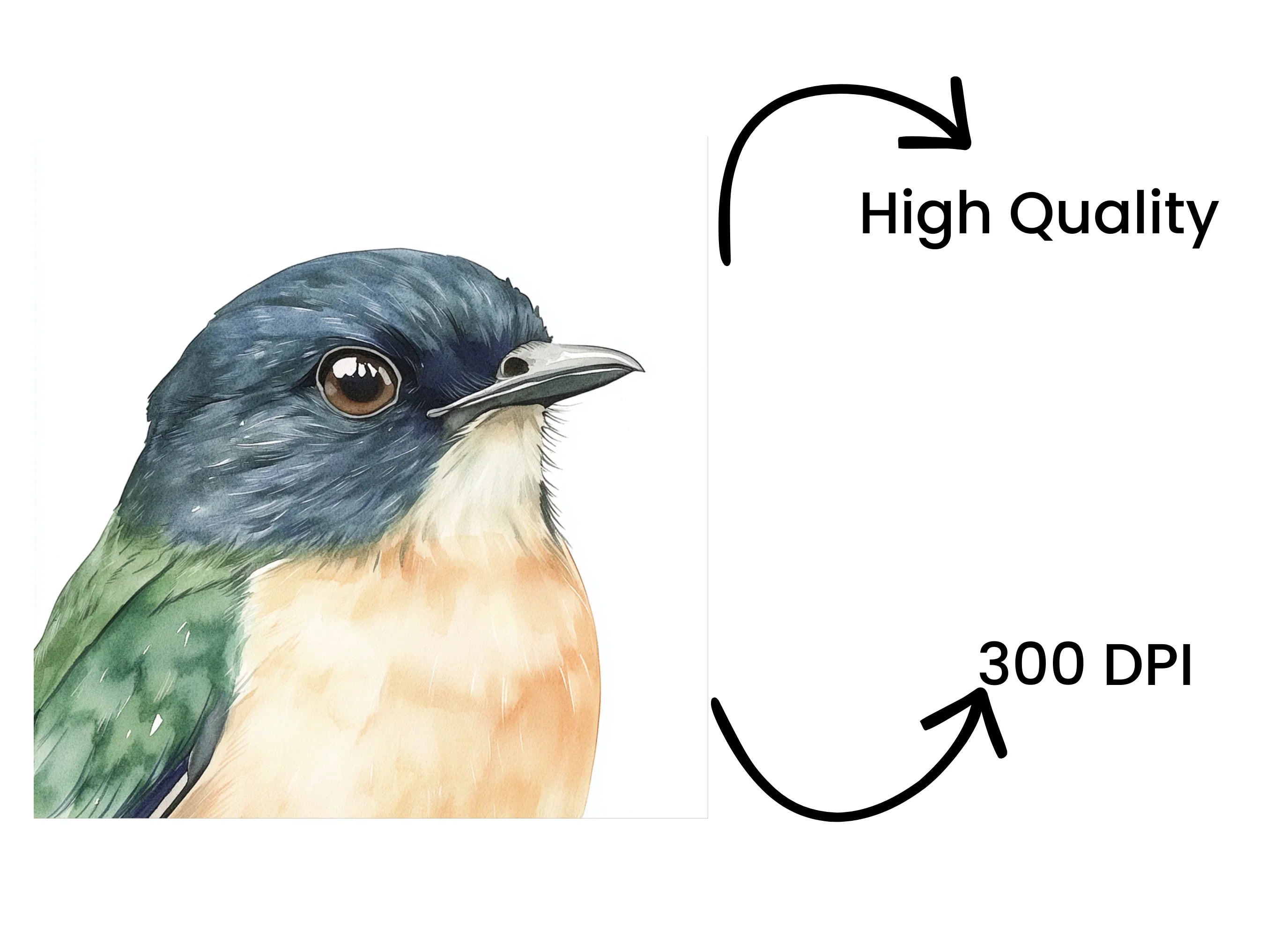 Beautiful Bird Clipart Bundle