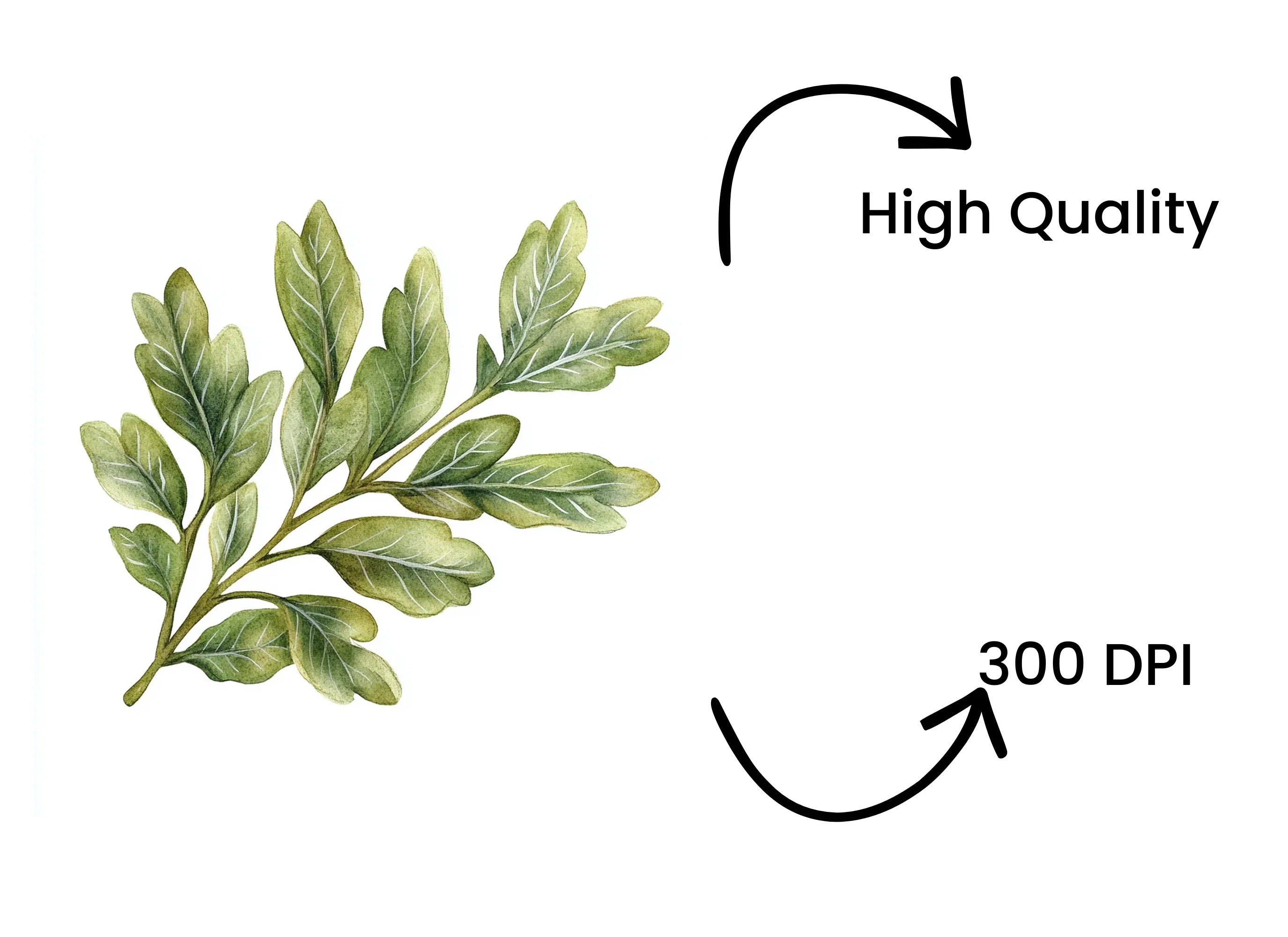 Green Leaves Clipart Bundle