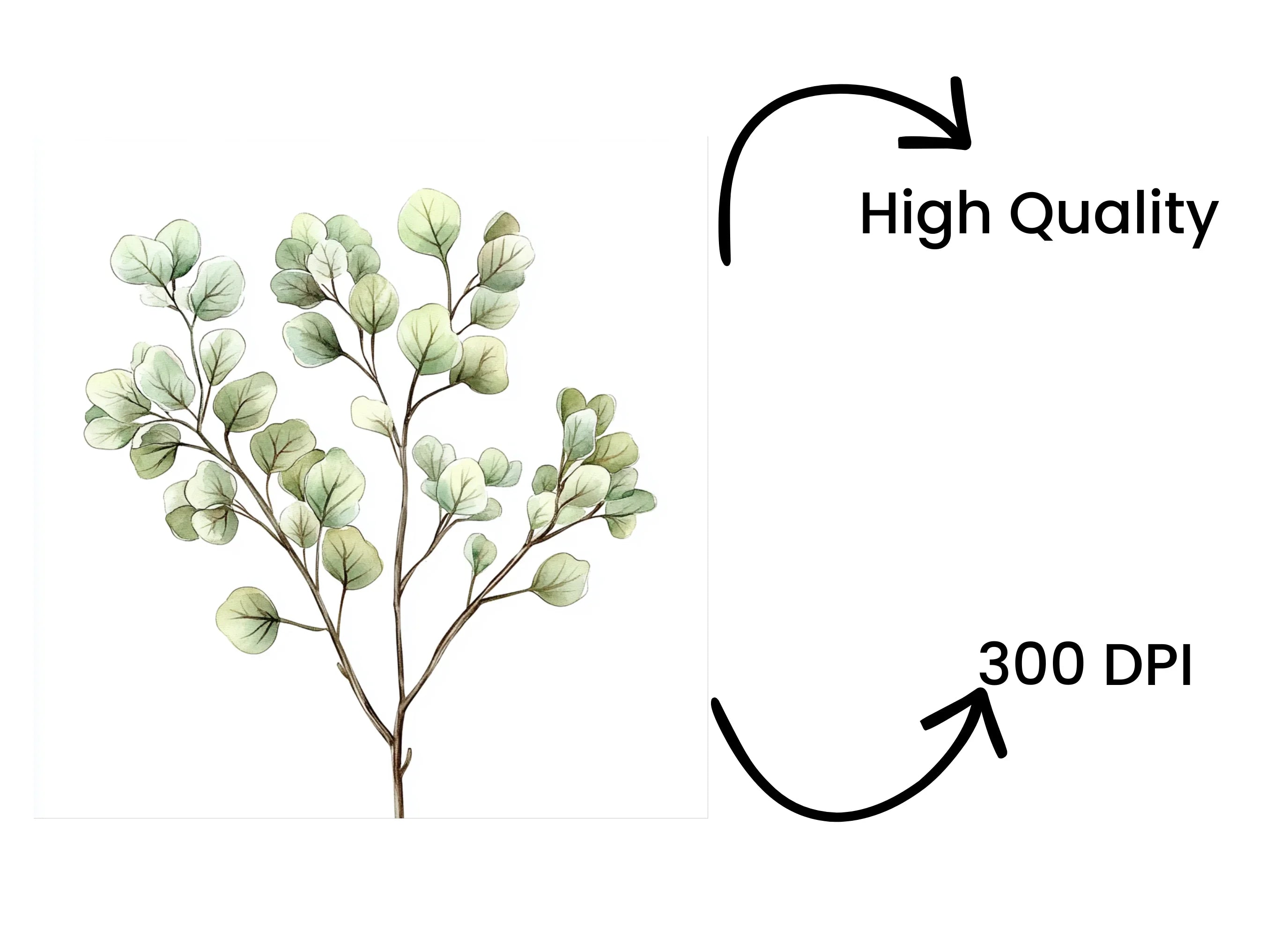 Eucalyptus Leaves Clipart Bundle