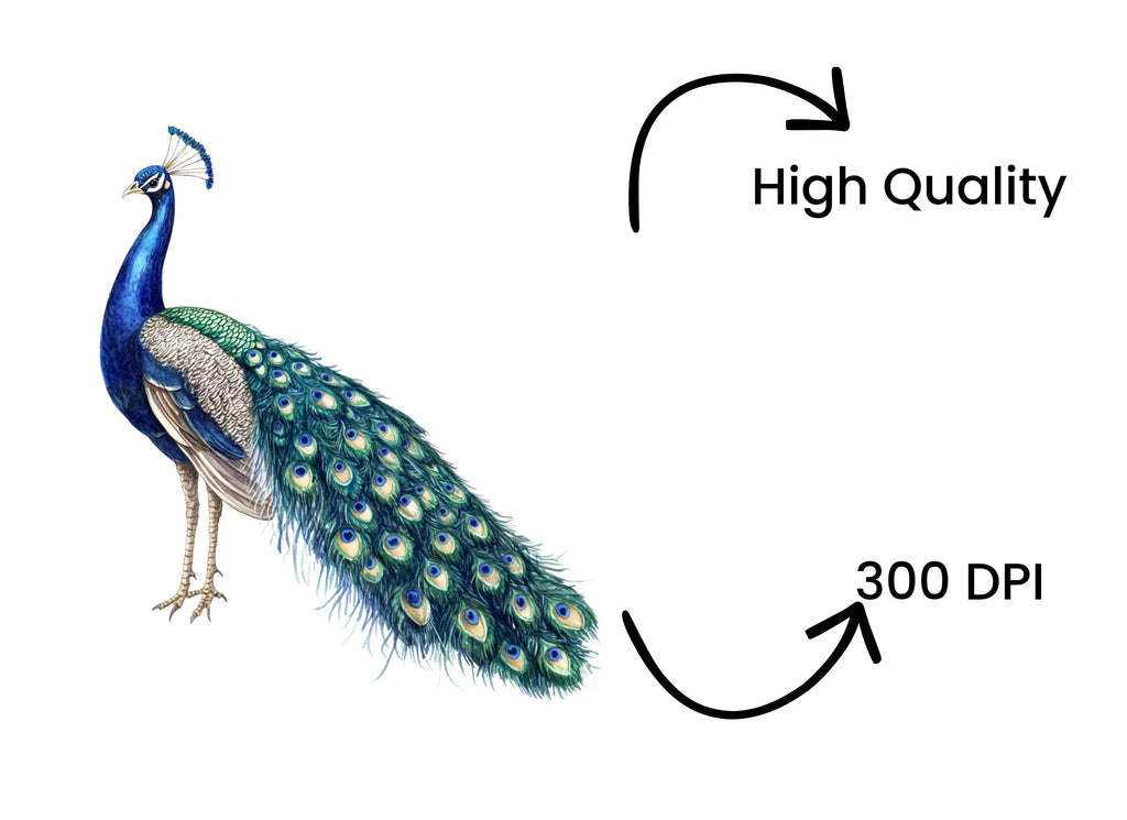 Vibrant Peacock Illustrations Clipart Bundle